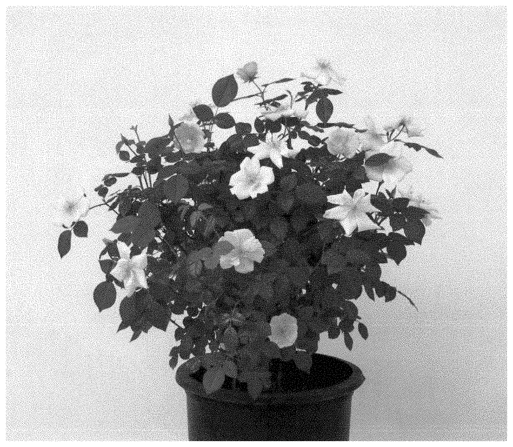 Patent USPP035465 Figure 1 – Shrub rose plant named ‘SRPylwko’