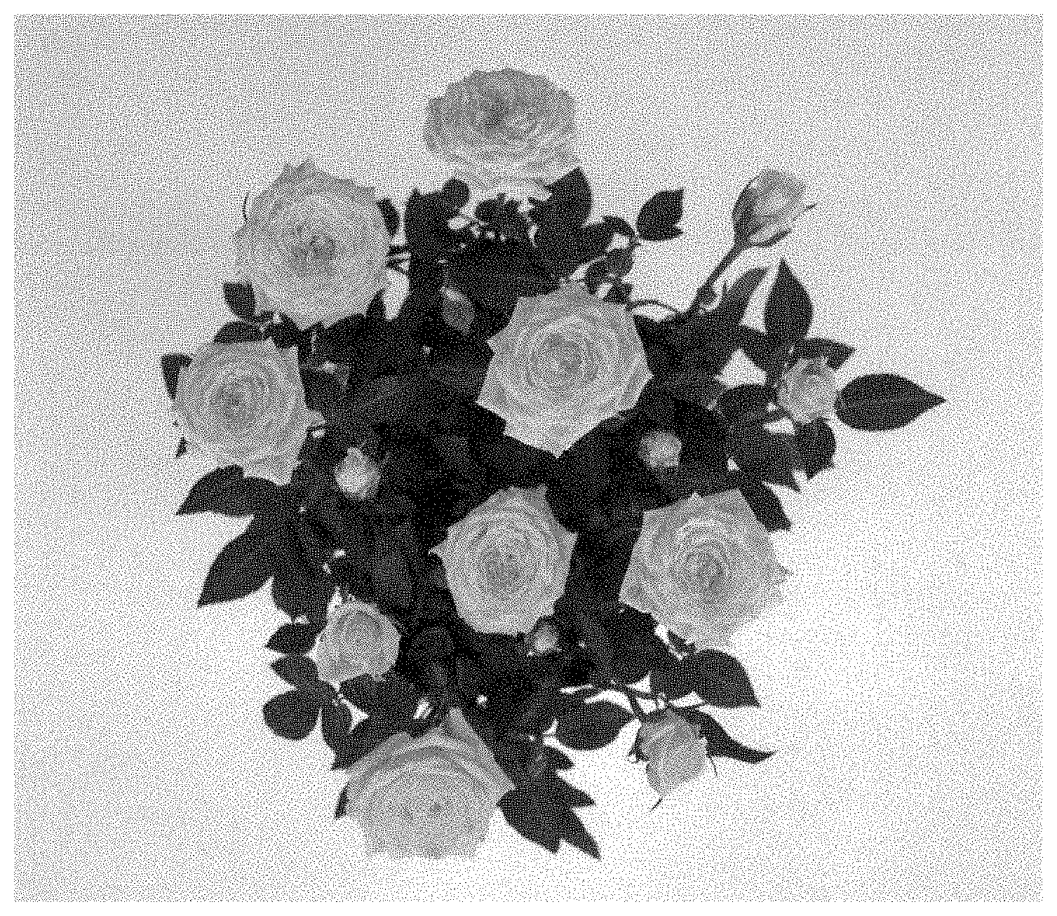Patent USPP035466 — Miniature rose plant named ‘KORpot112’ — Figure 1