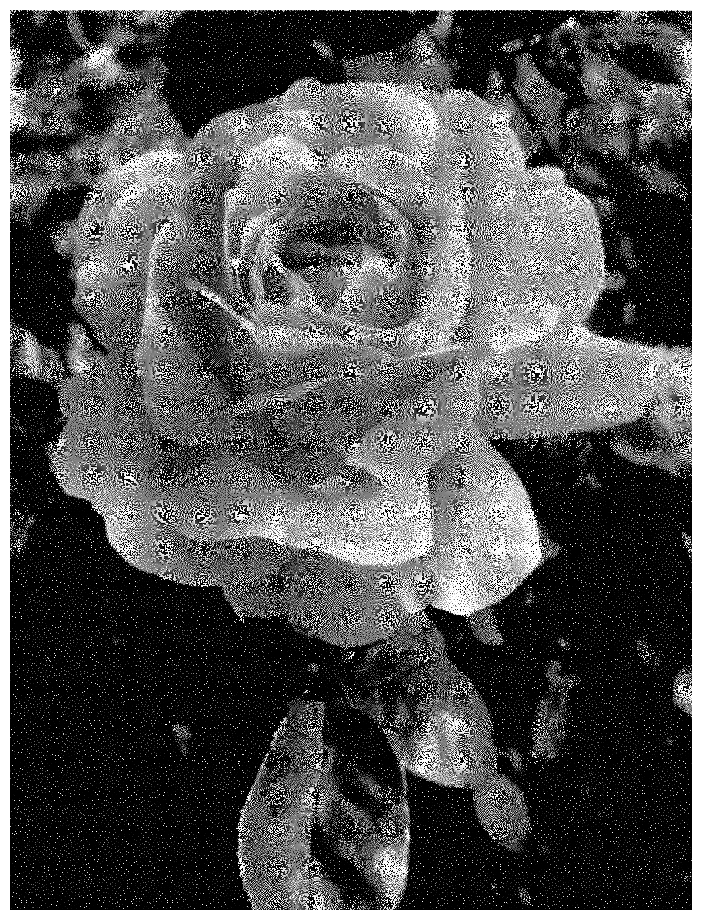 Patent USPP035467 Figure 1 – Floribunda shrub rose plant named ‘ALTladyfirst’