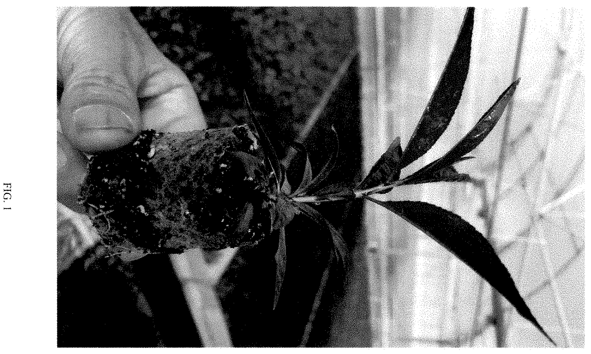 Patent USPP035468 — Prunus rootstock named ‘Pilowred’ — Figure 1