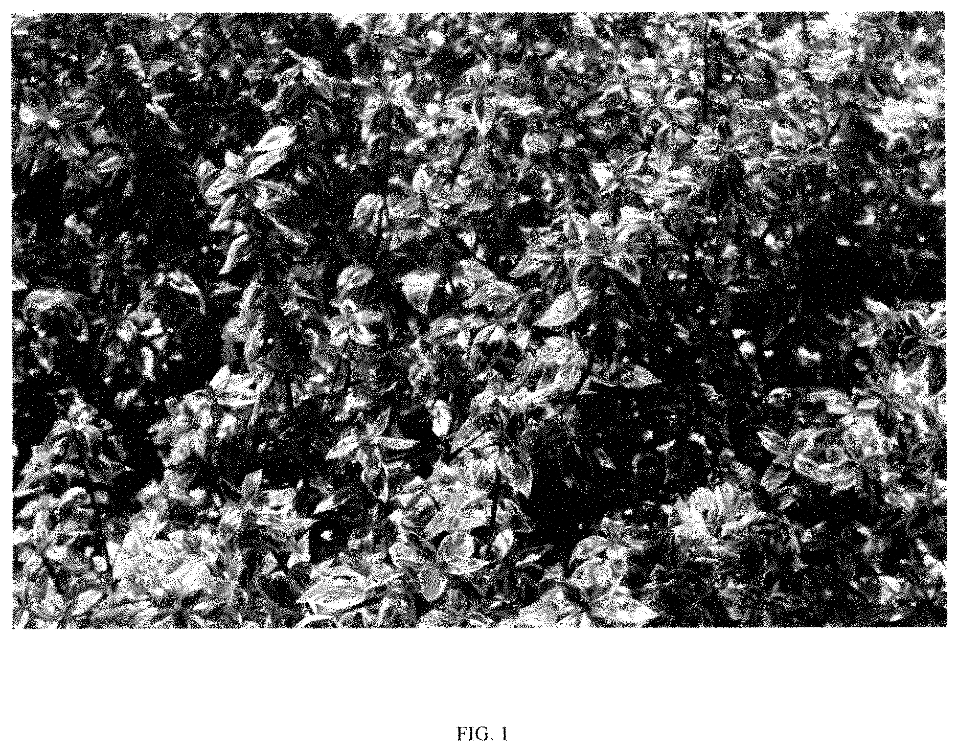Patent USPP035470 — Abelia plant named ‘ABLR-PII’ — Figure 1