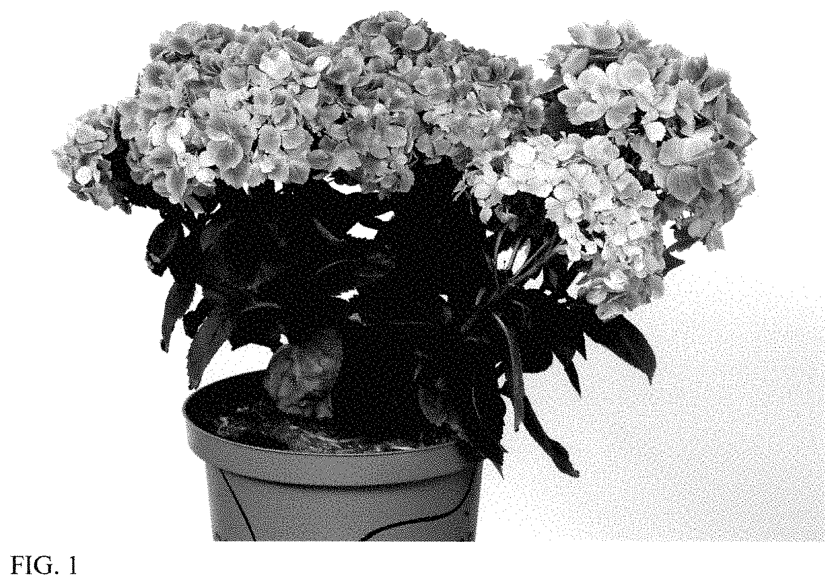 Patent USPP035471 — Hydrangea plant named ‘HORE1602’ — Figure 1
