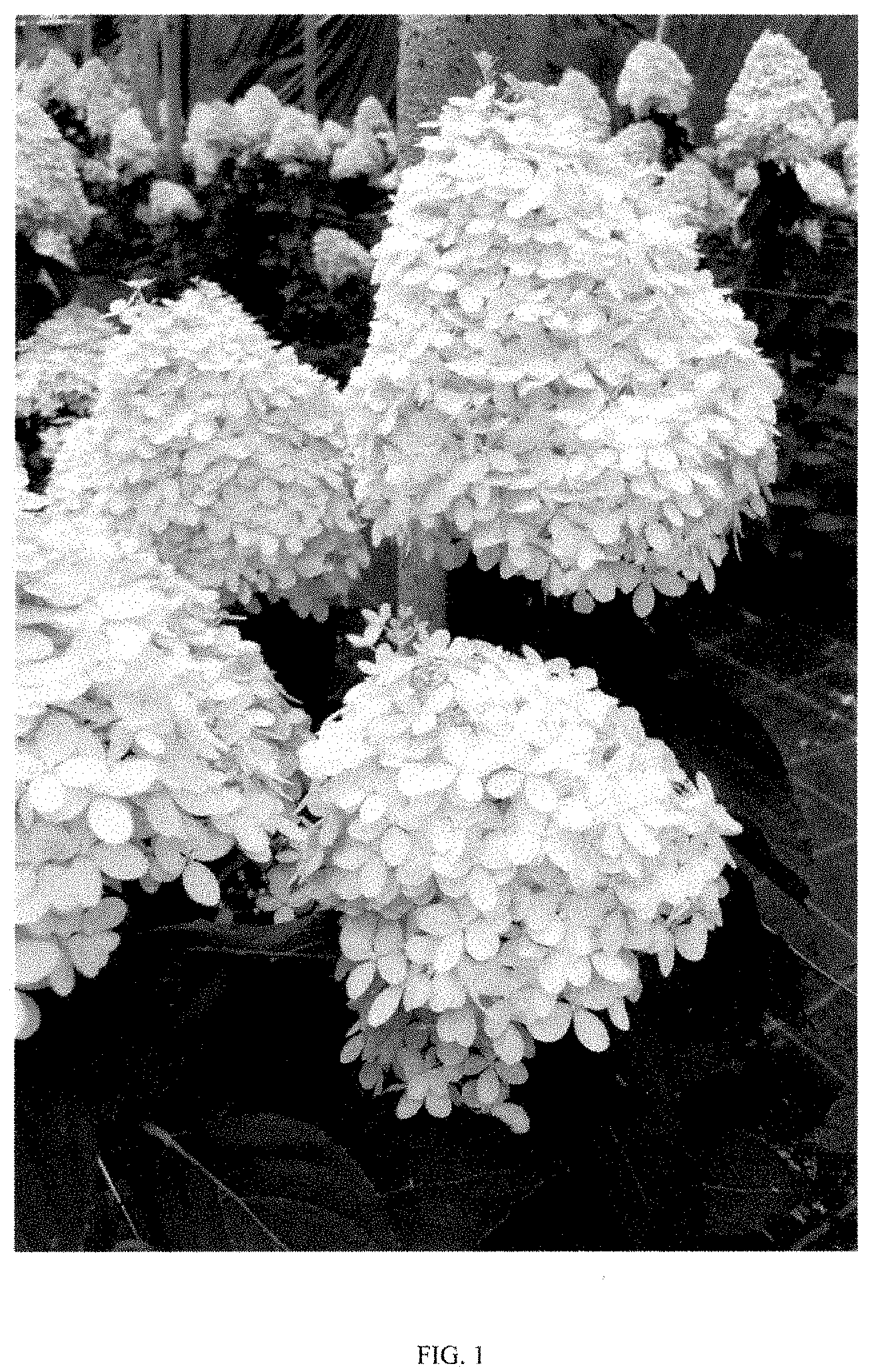 Patent USPP035472 — Hydrangea plant named ‘COUHAGIE’ — Figure 1