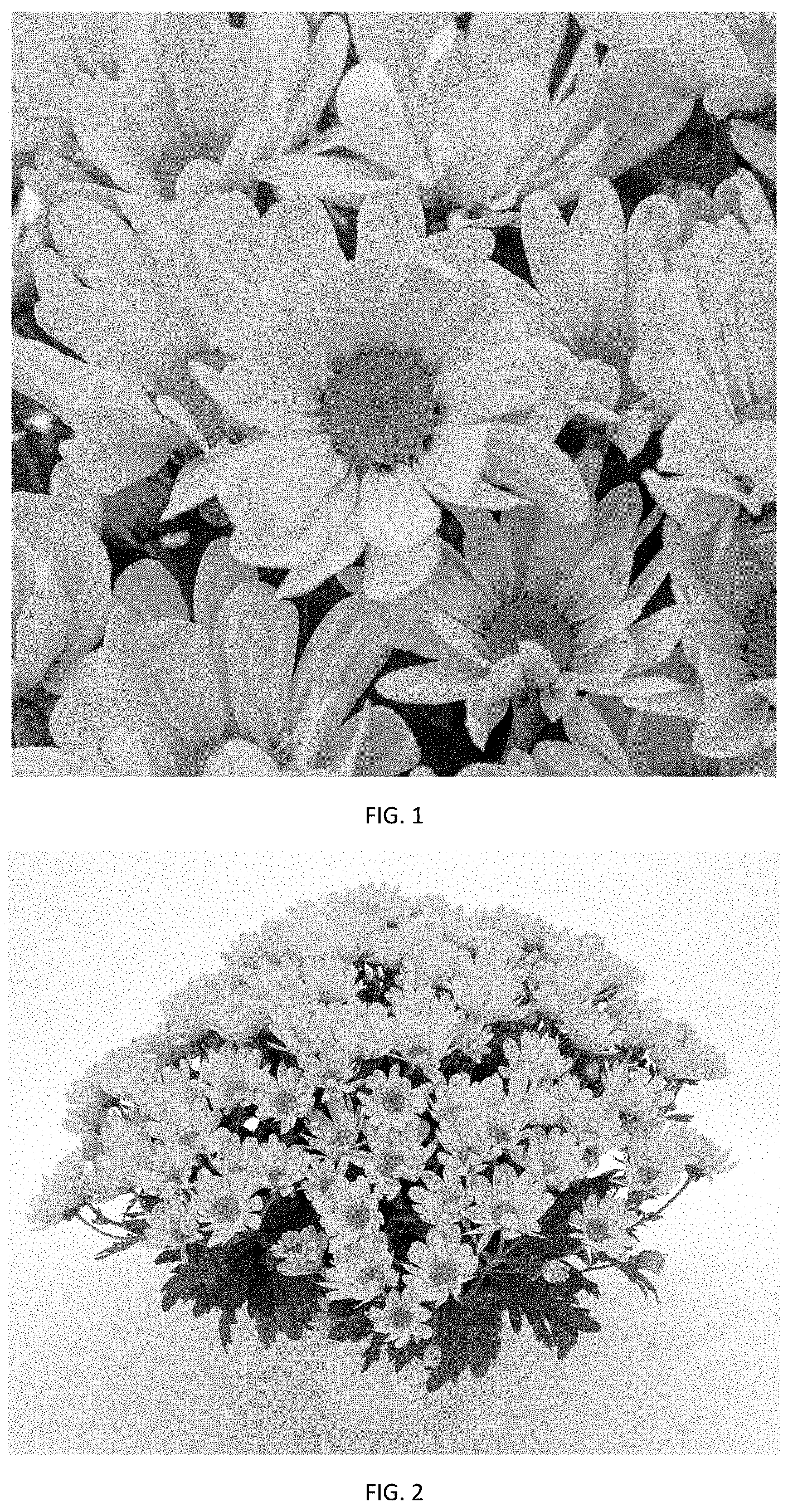 Patent USPP035474 — Chrysanthemum plant named ‘CIDZ0114’ — Figure 1
