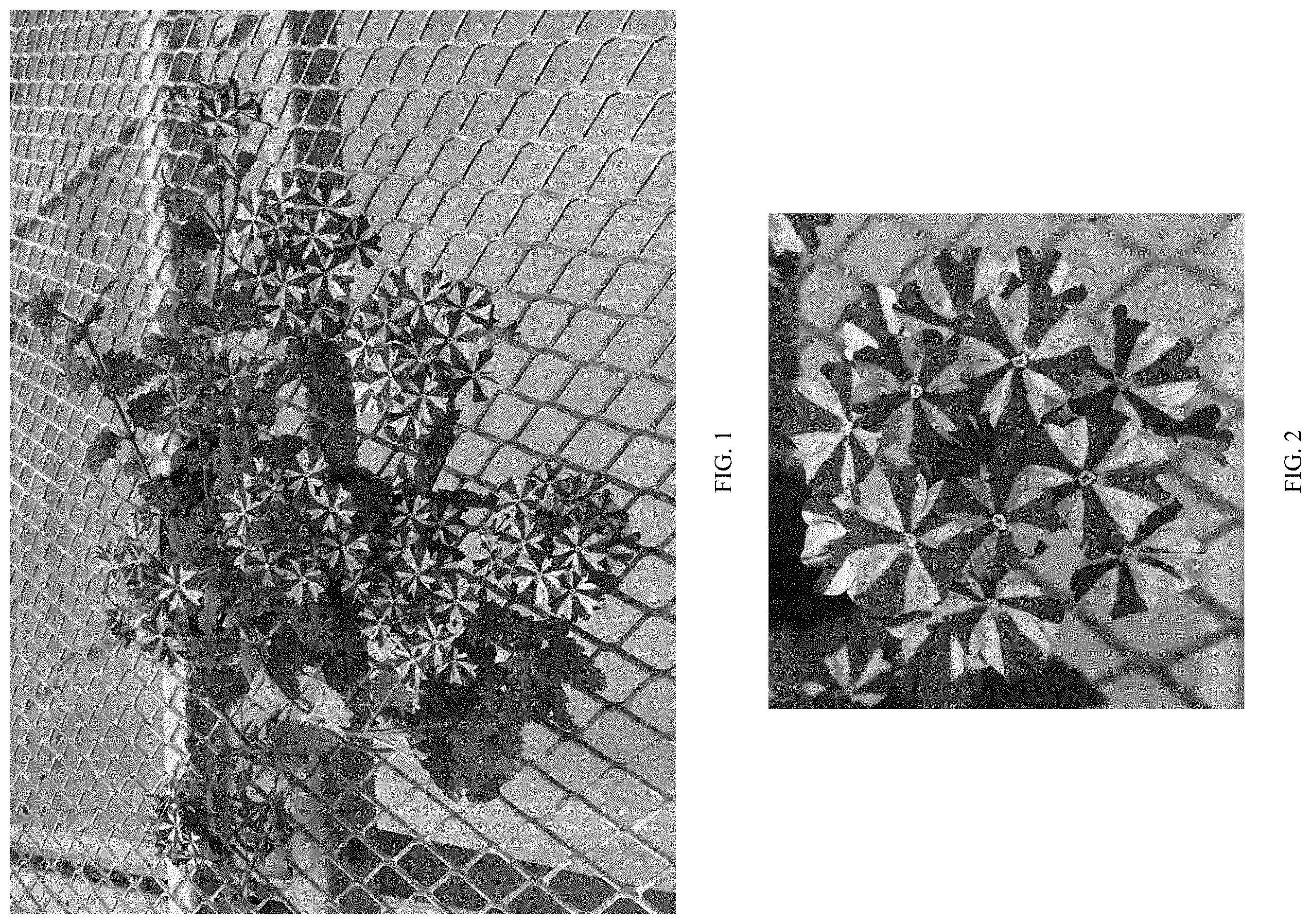 Patent USPP035475 — Verbena plant named ‘Balfiremint’ — Figure 1