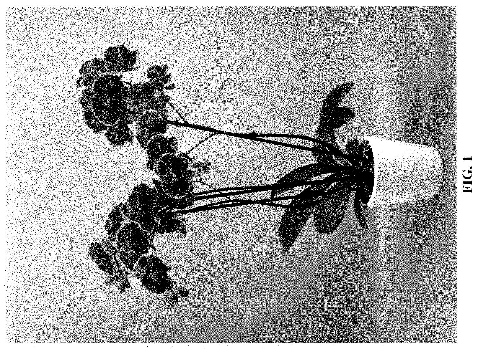 Patent USPP035476 — Phalaenopsis orchid plant named ‘PHA632612’ — Figure 1