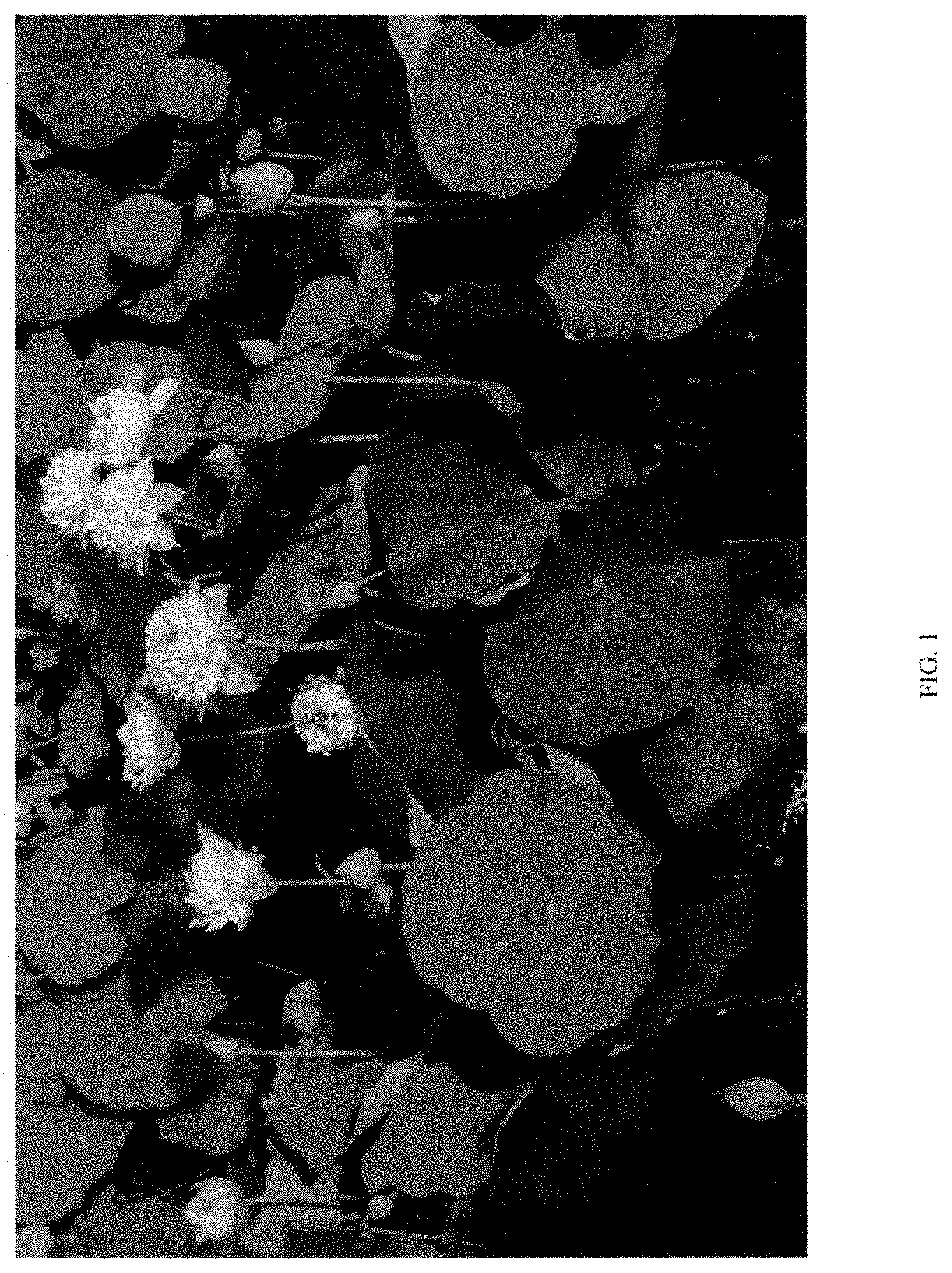 Patent USPP035477 — Nelumbo plant named ‘QINHUAI CHENWU’ — Figure 1