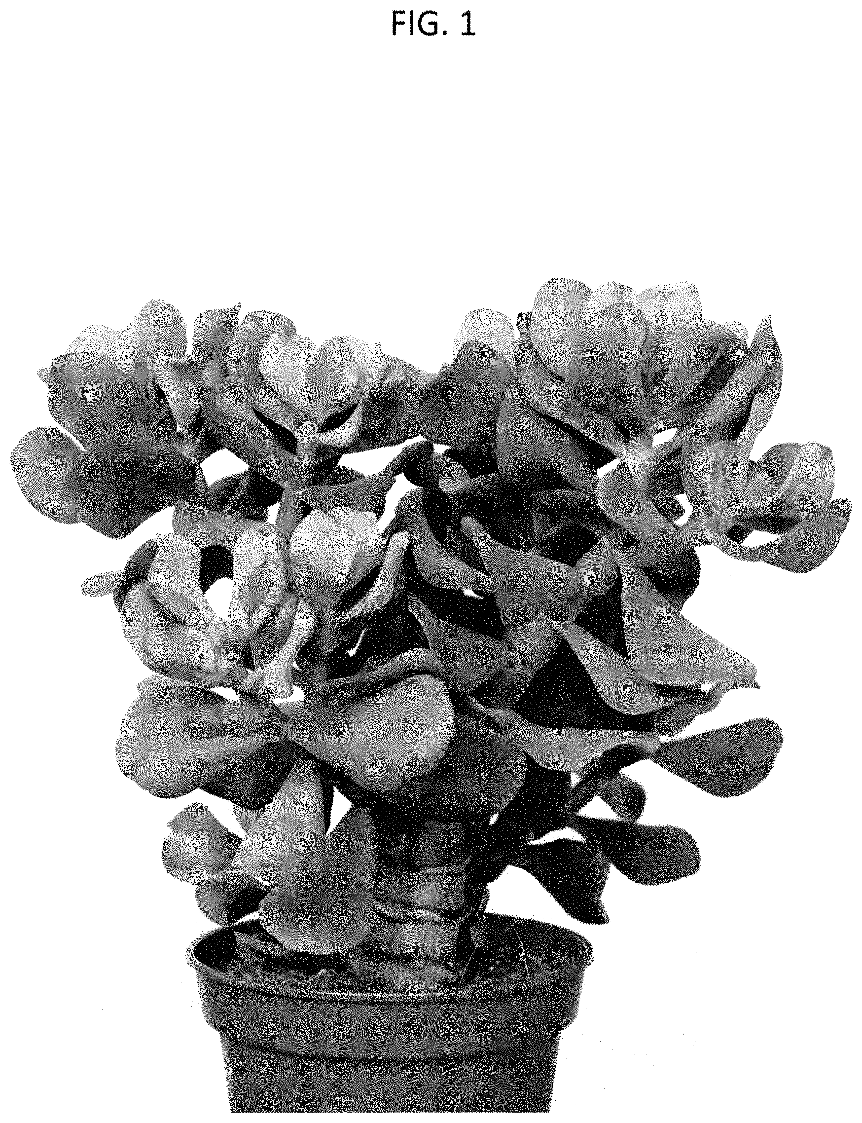 Patent USPP035478 — Crassula plant named ‘OVWOODS05’ — Figure 1