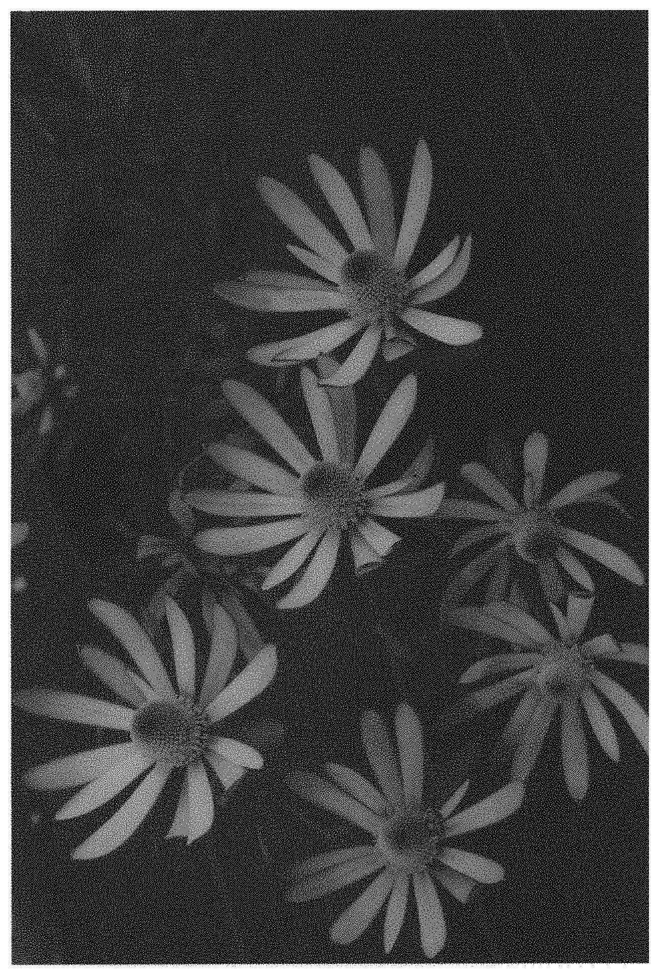 Patent USPP035479 — Leucadendron plant named ‘AFTERBURNER’ — Figure 1