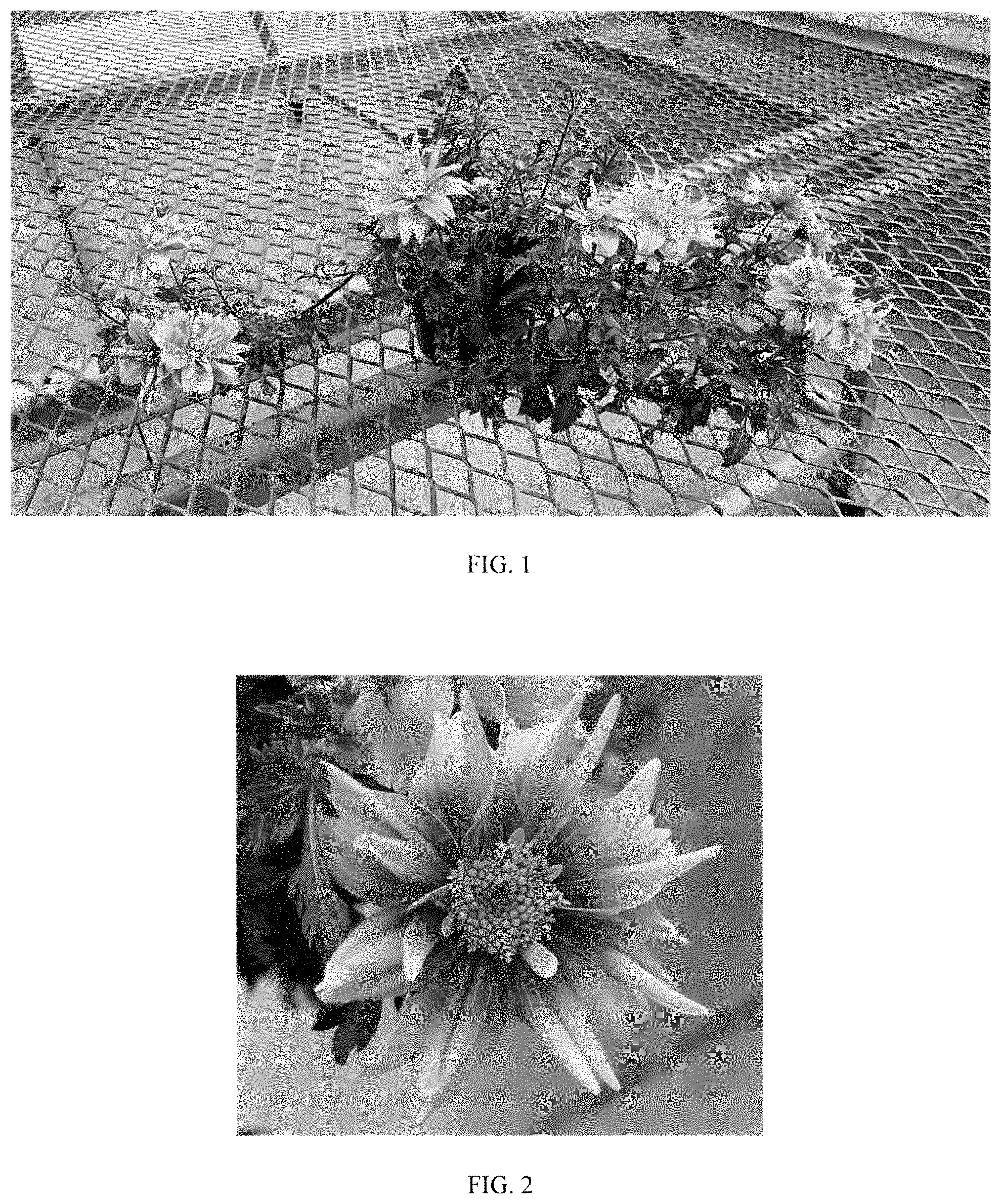 Patent USPP035480 Figure 1 – Bidens plant named ‘Balbidbador’