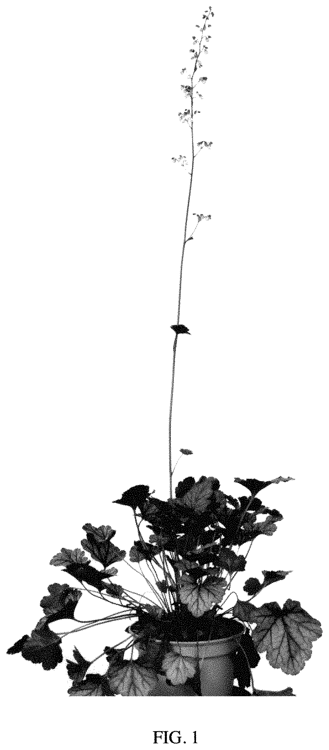 Patent USPP035482 — Heuchera plant named ‘PP2020’ — Figure 1