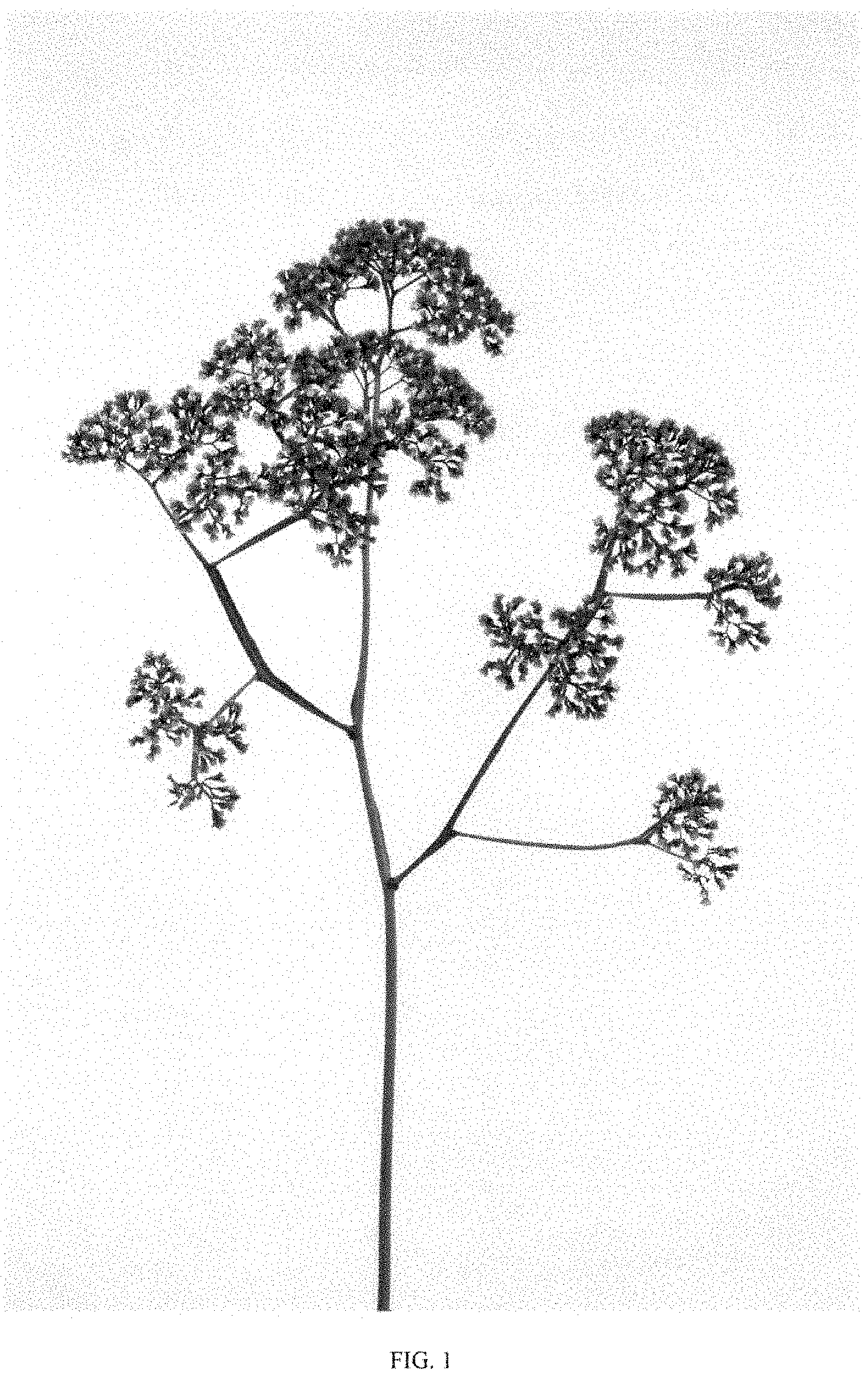 Patent USPP035483 — Limonium plant named ‘DANLIMECNT’ — Figure 1