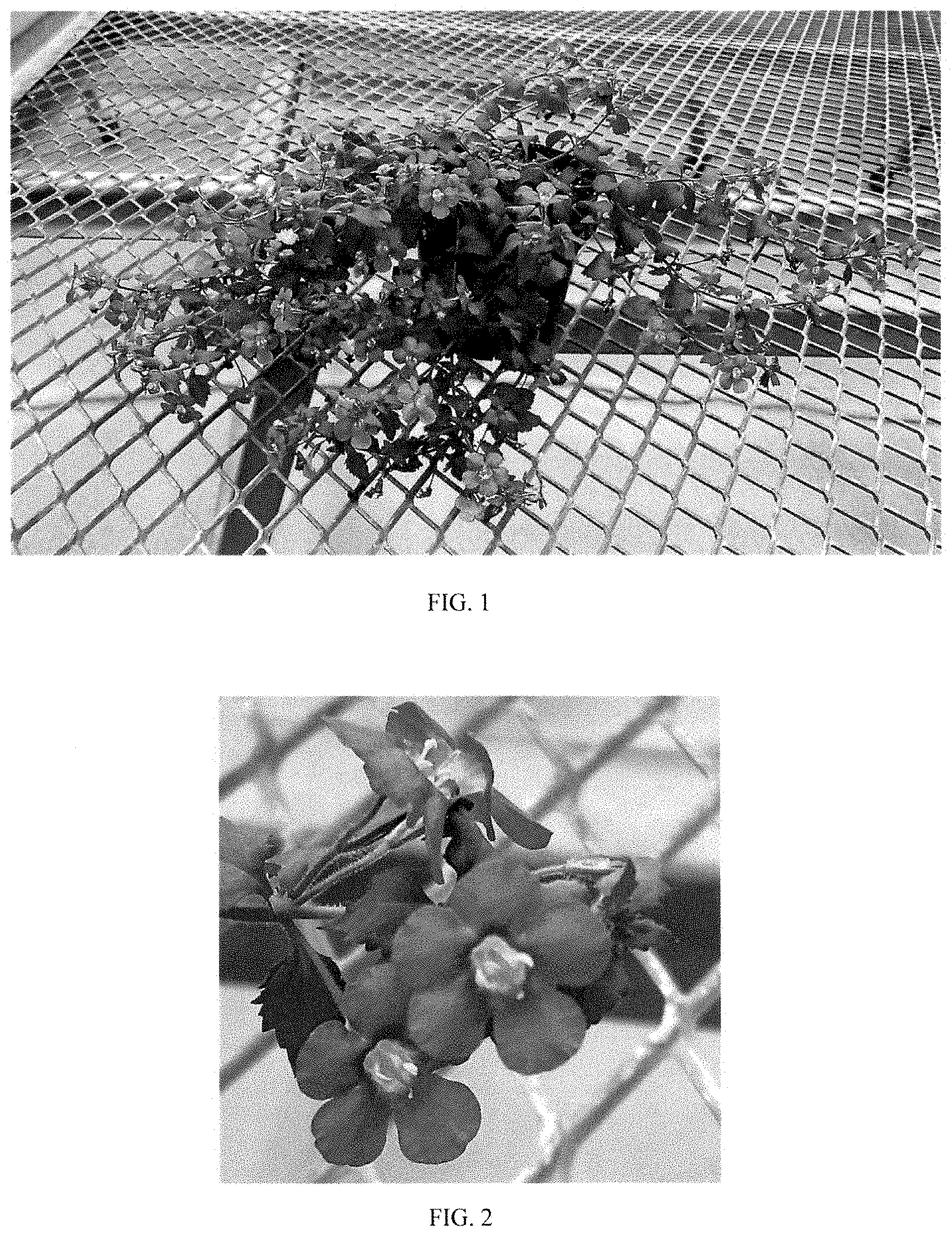 Patent USPP035484 — Sutera plant named ‘Balmecoplum’ — Figure 1
