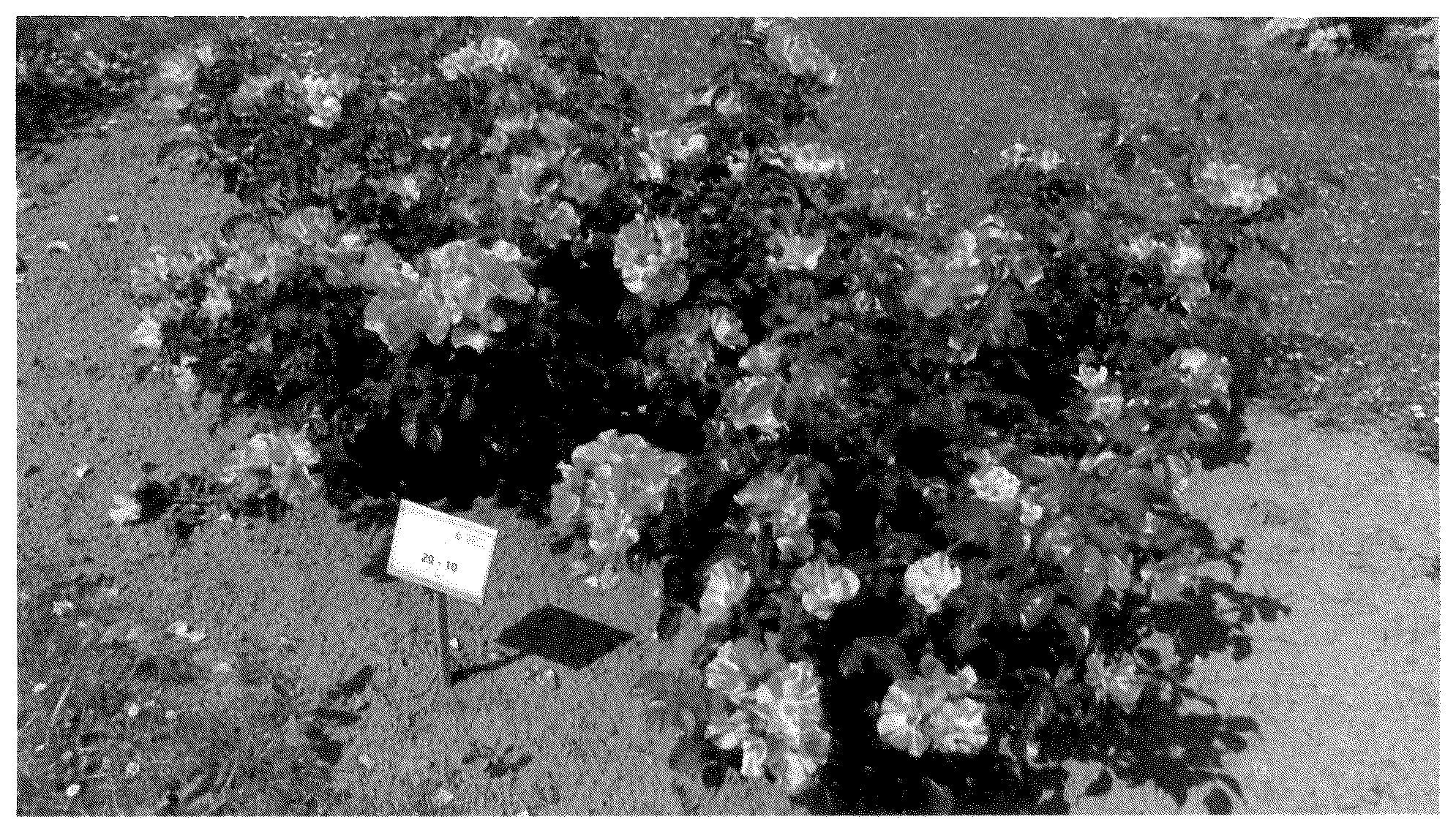 Patent USPP035550 — Floribunda rose plant named ‘KORnekcraz’ — Figure 1
