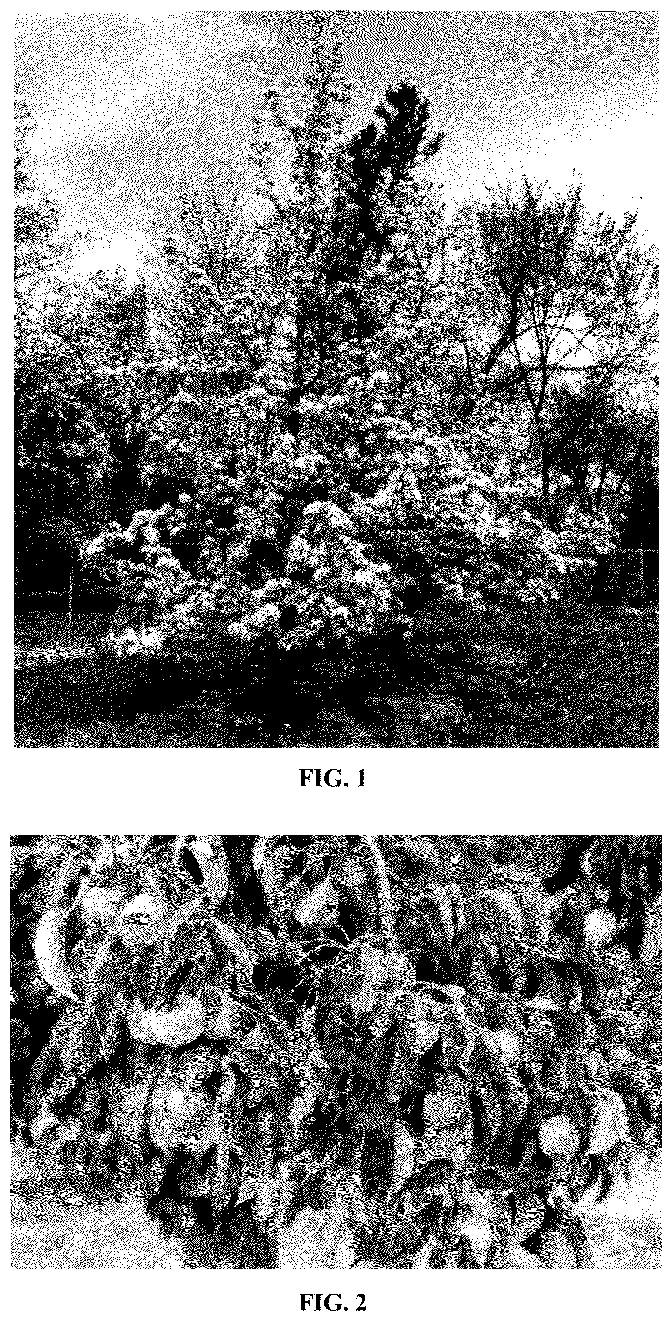 Patent USPP035551 Figure 1 – Pear tree named ‘MN121’