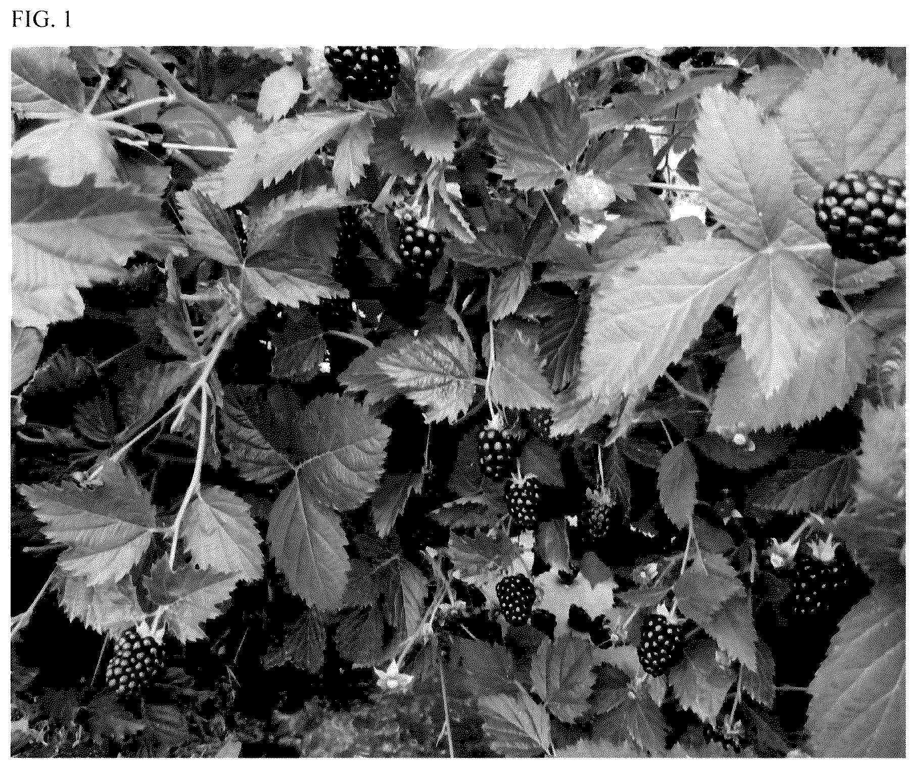 Patent USPP035552 — Blackberry plant named ‘APF-409T’ — Figure 1