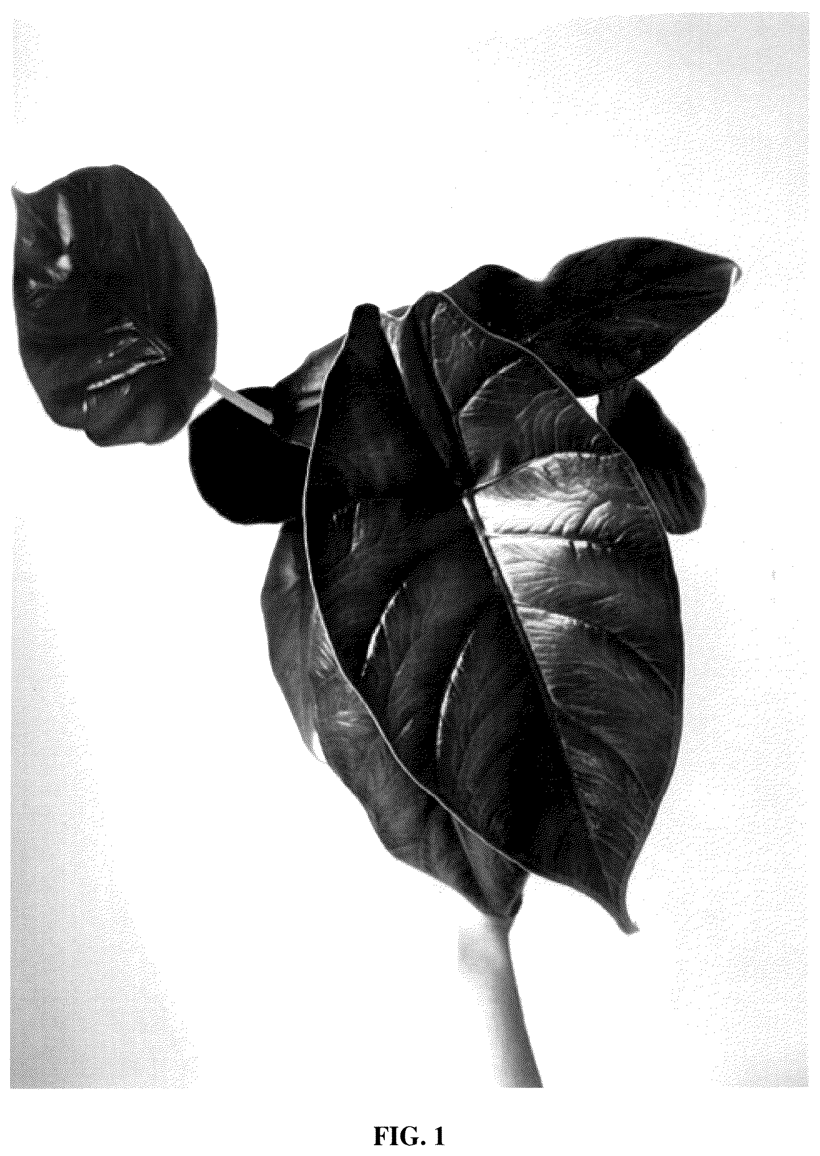 Patent USPP035554 — Alocasia plant named ‘Green Unicorn’ — Figure 1