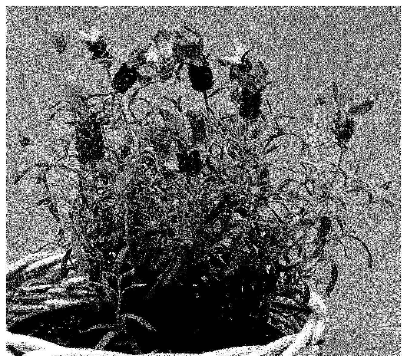 Patent USPP035555 — Lavandula plant named ‘IB61016’ — Figure 1