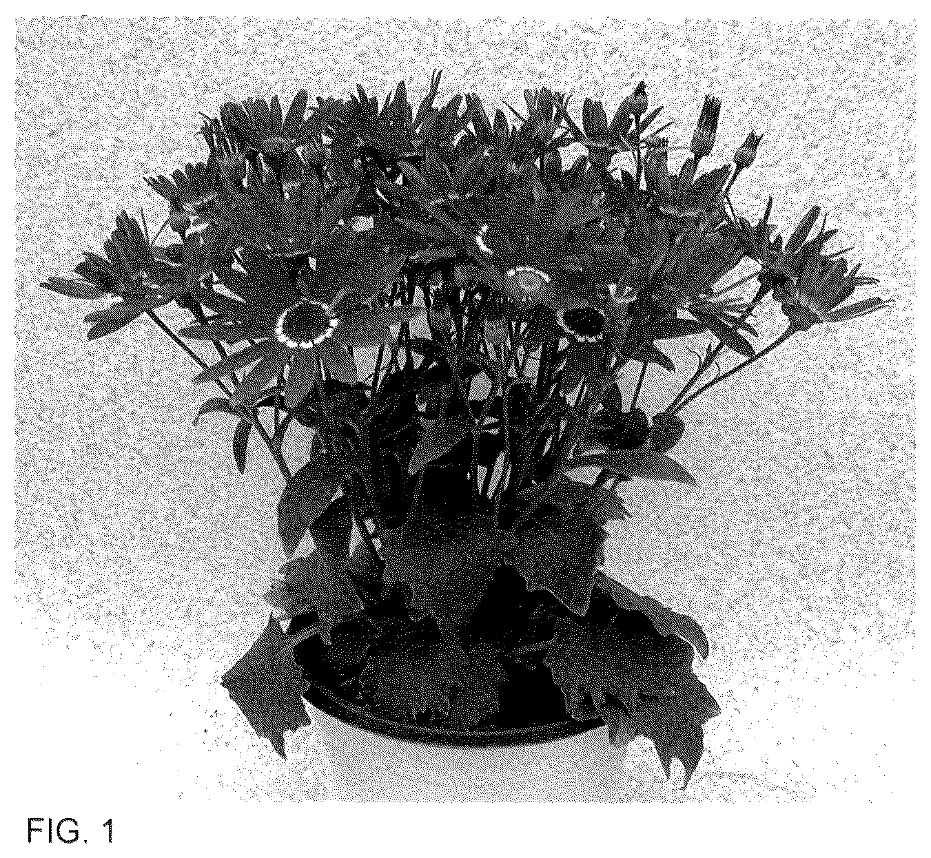 Patent USPP035556 — Senecio plant named ‘Sene Nina 55’ — Figure 1