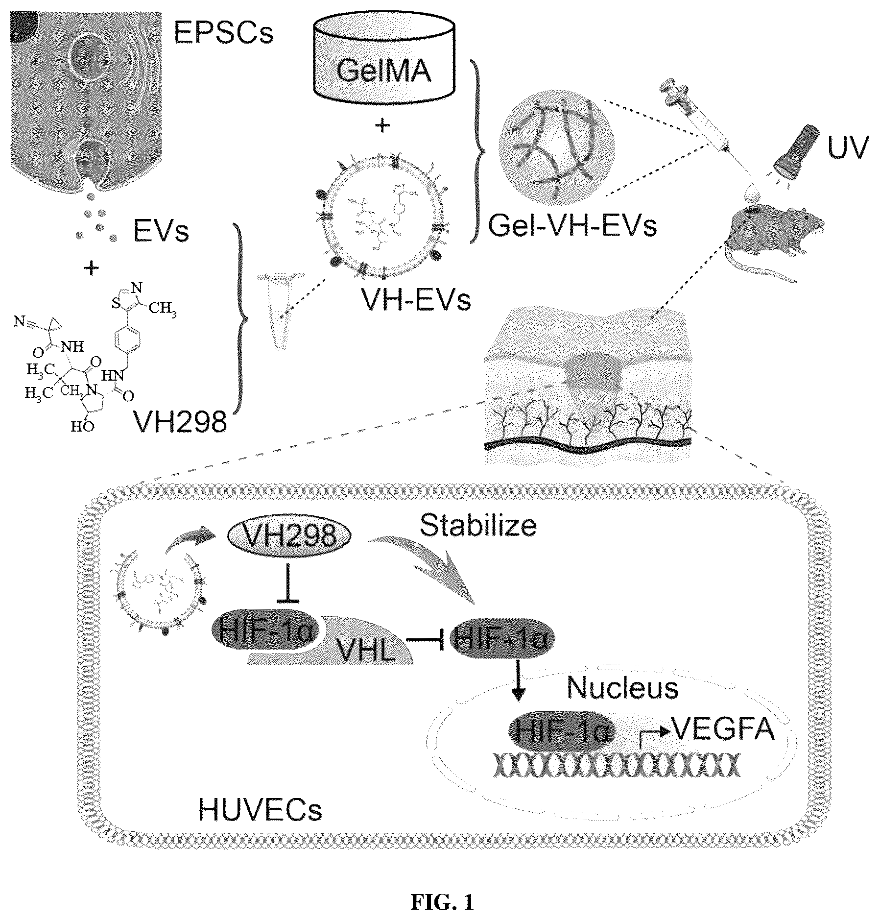 Patent US12090144 — Photocurable hydrogel loaded with VH298-modified exosome and method of preparation and use thereof — Figure 1