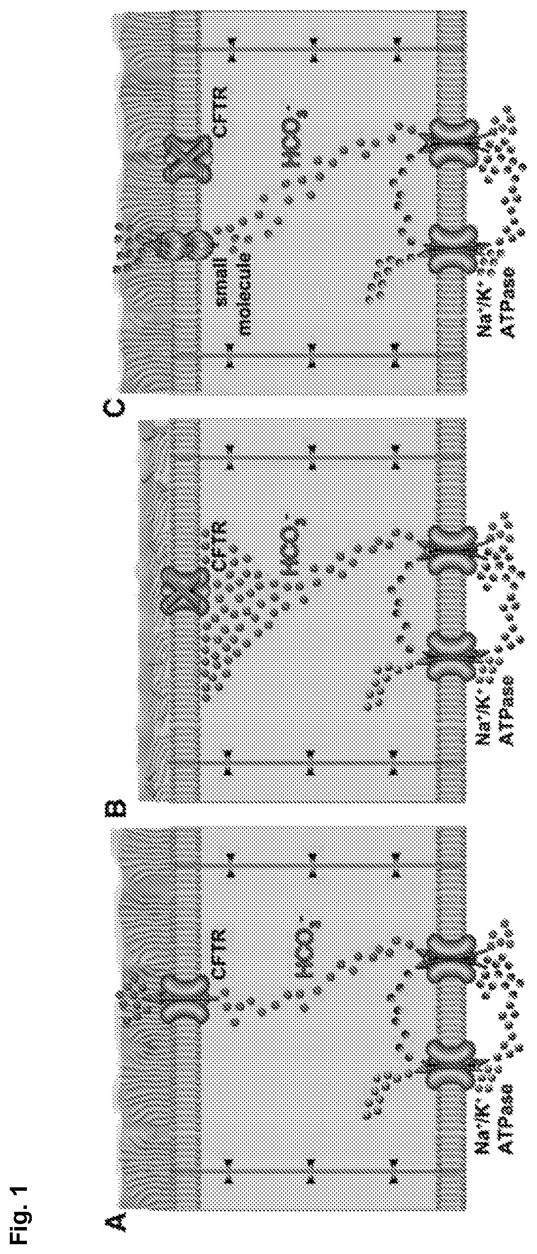 Patent US12090164 — Genotype-agnostic rescue of cystic fibrosis with small molecule bicarbonate channels — Figure 1