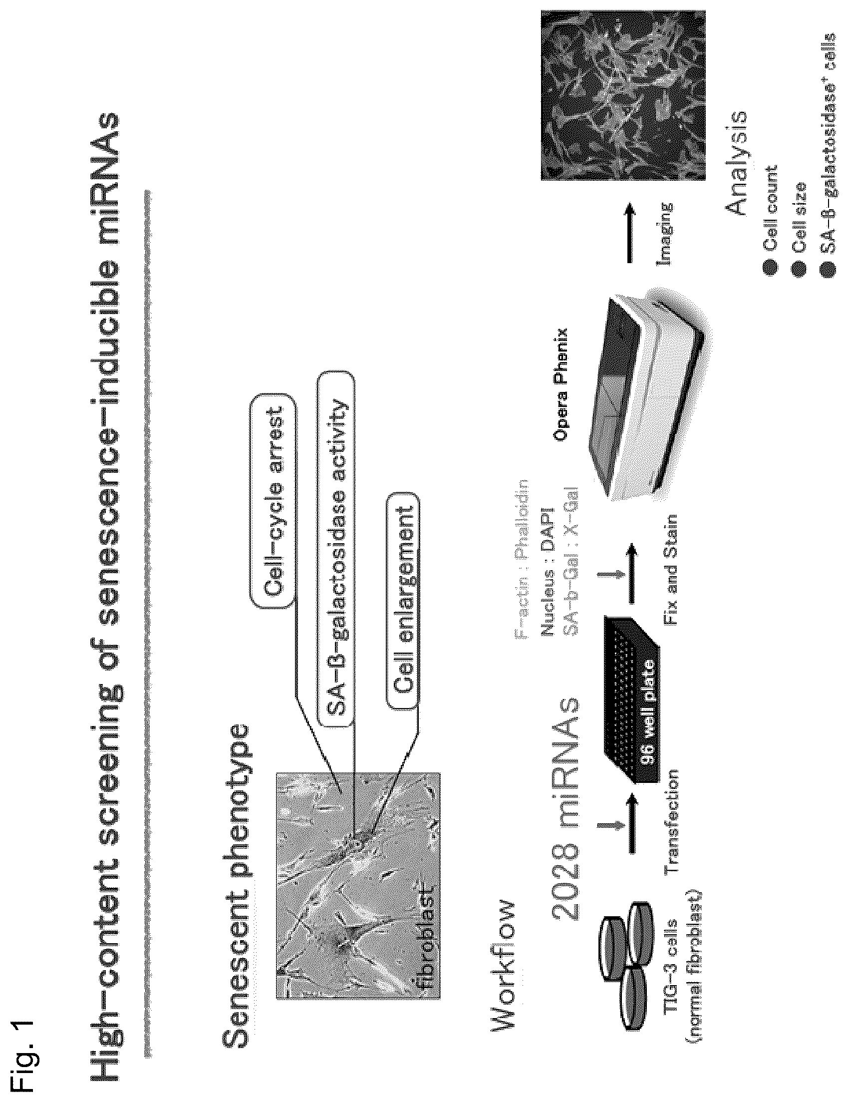 Patent US12090167 — Therapeutic pharmaceutical composition for cancer including miRNA — Figure 1