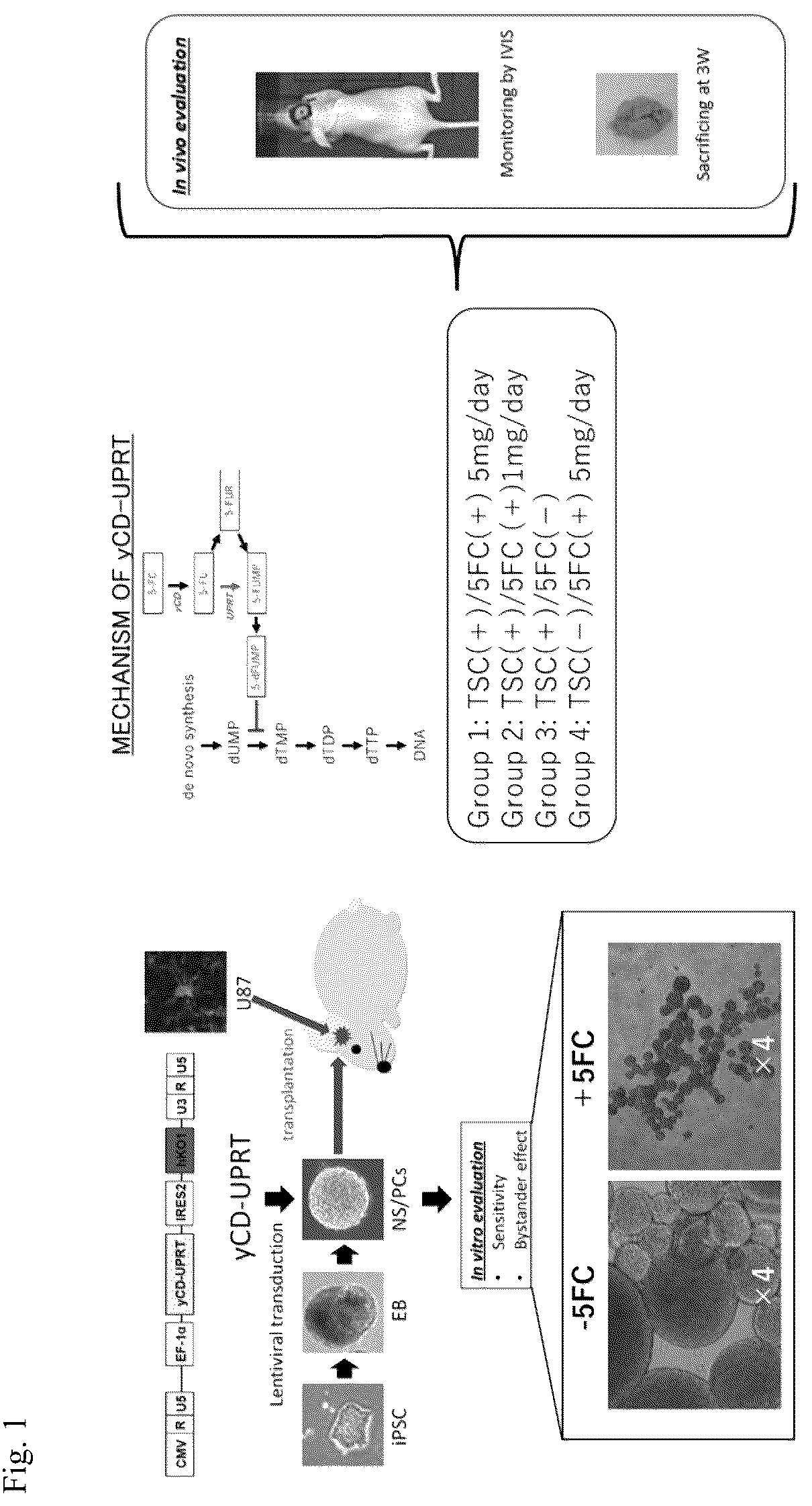 Patent US12090172 — Suicide gene therapeutic agent for brain tumors using pluripotent stem cell — Figure 1