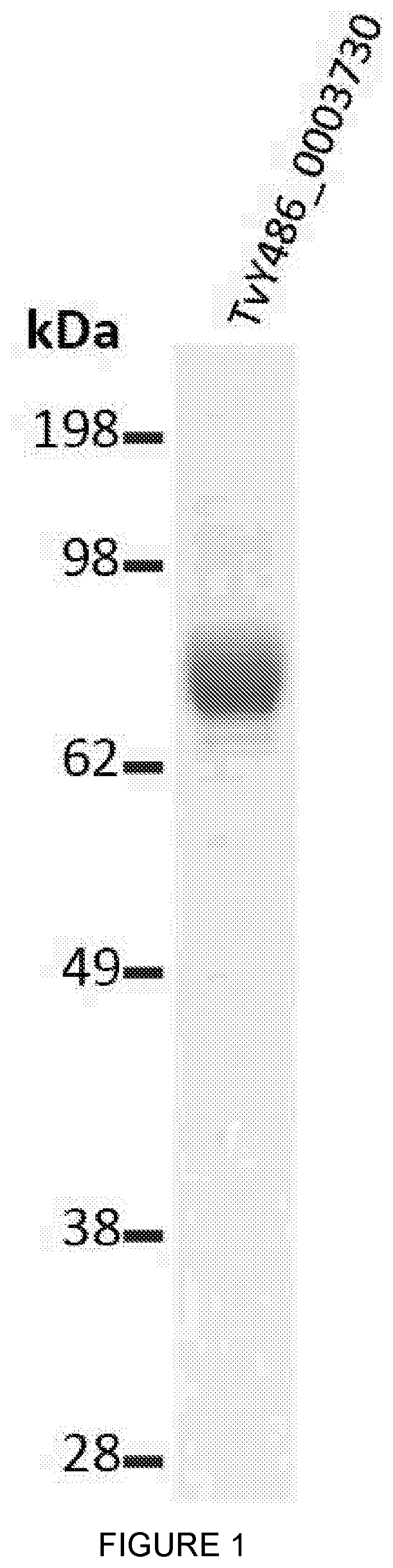 Patent US12090196 Figure 1 – Trypanosomal vaccine