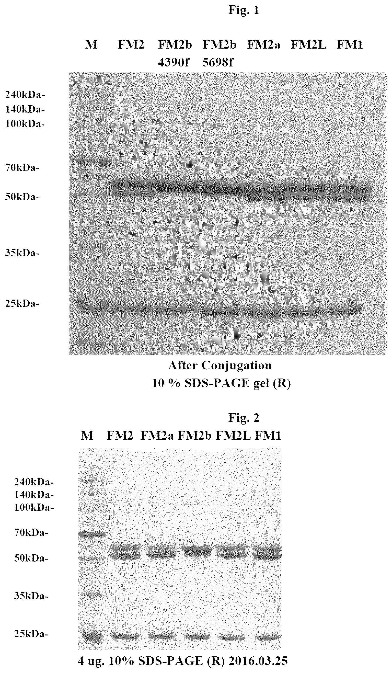 Patent US12090210 — Antibody-drug conjugate comprising modified antibody — Figure 1