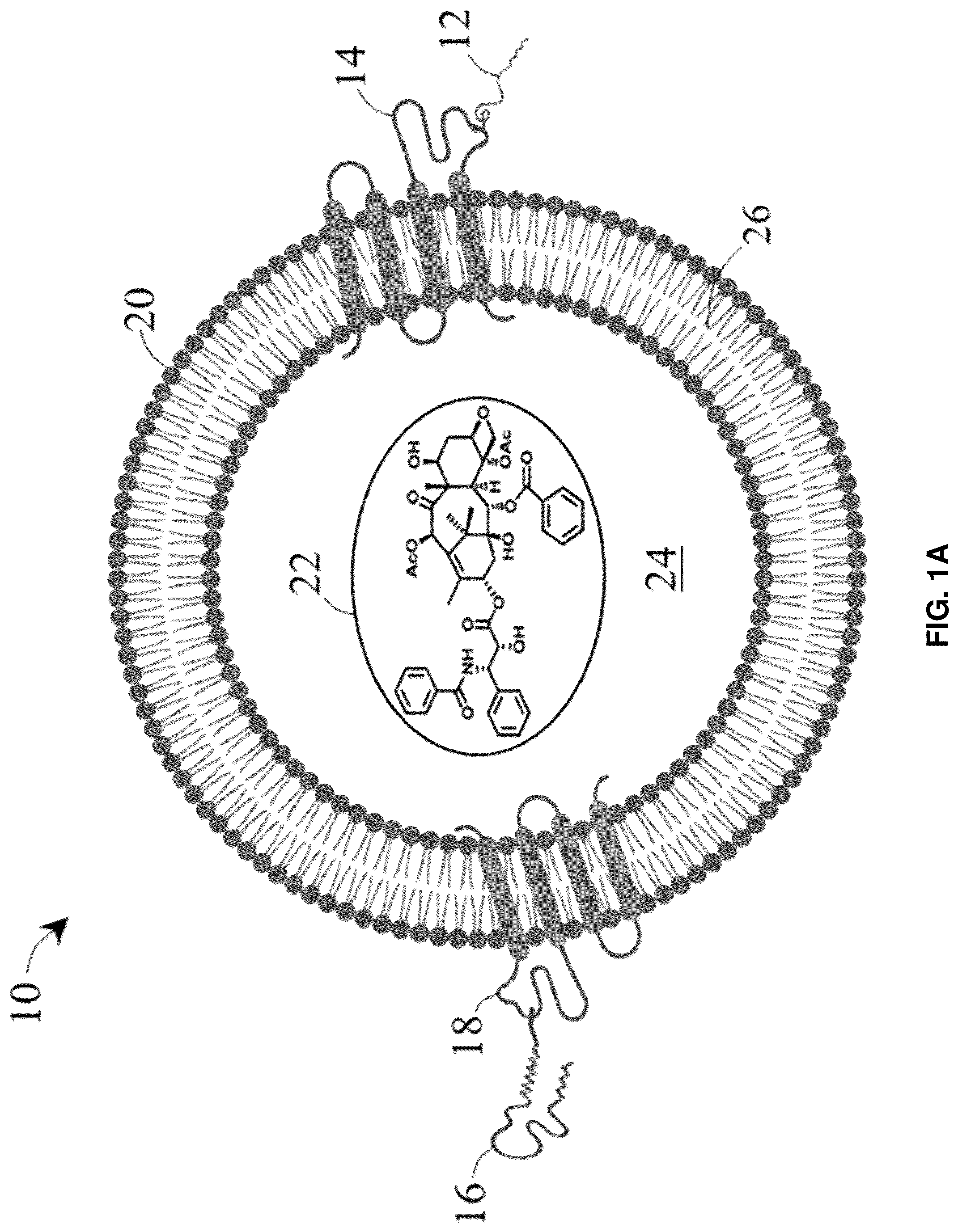 Patent US12090213 — Smart exosomes for active PDAC targeting and evading mononuclear phagocytotic system — Figure 1