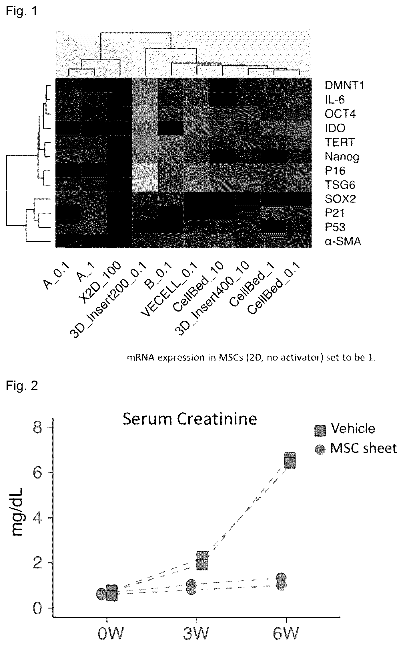 Patent US12090251 — Cell sheet for transplantation into living body and method for producing same — Figure 1