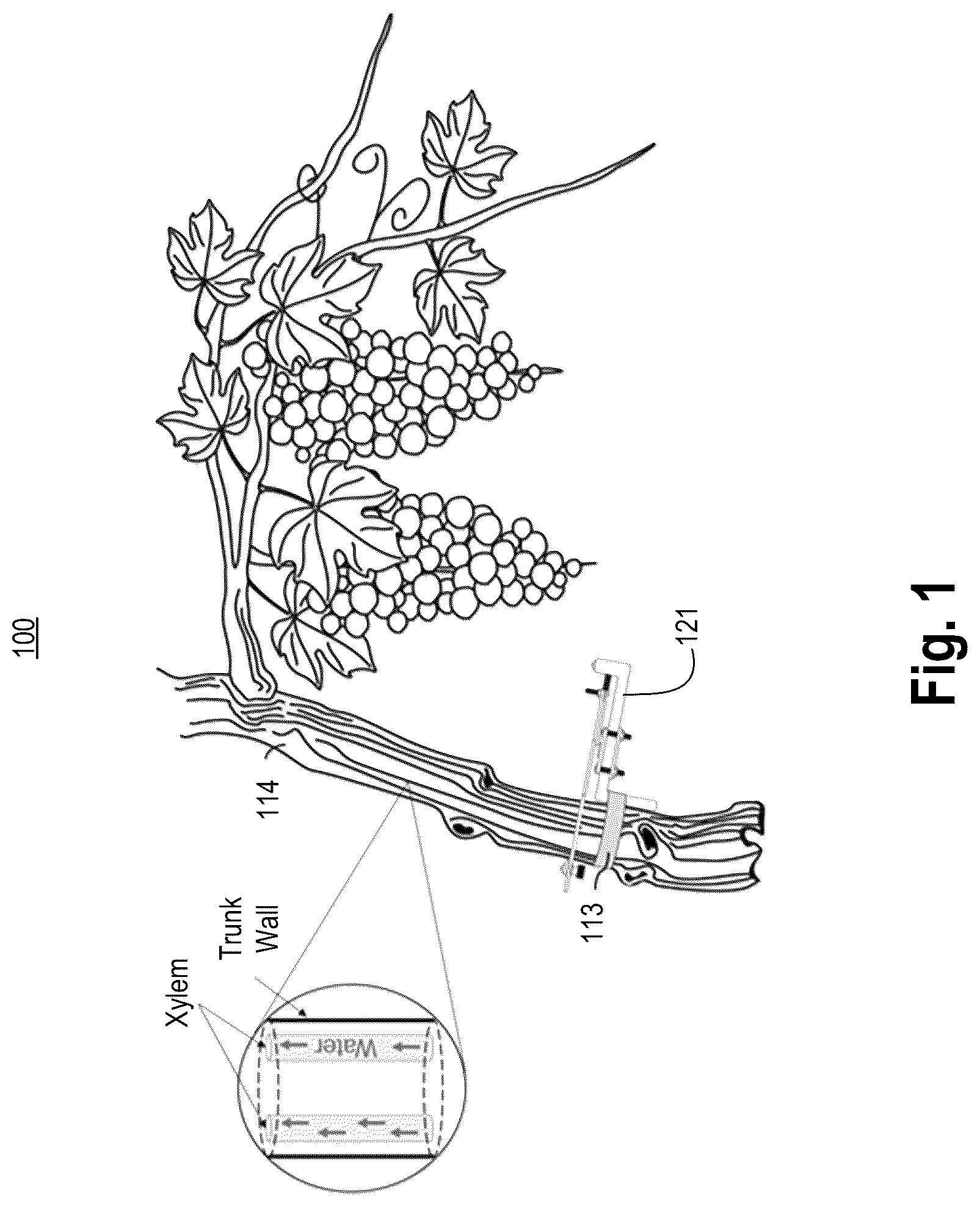 Patent US12092452 — Magnetic dendrometer apparatus and corresponding method — Figure 1