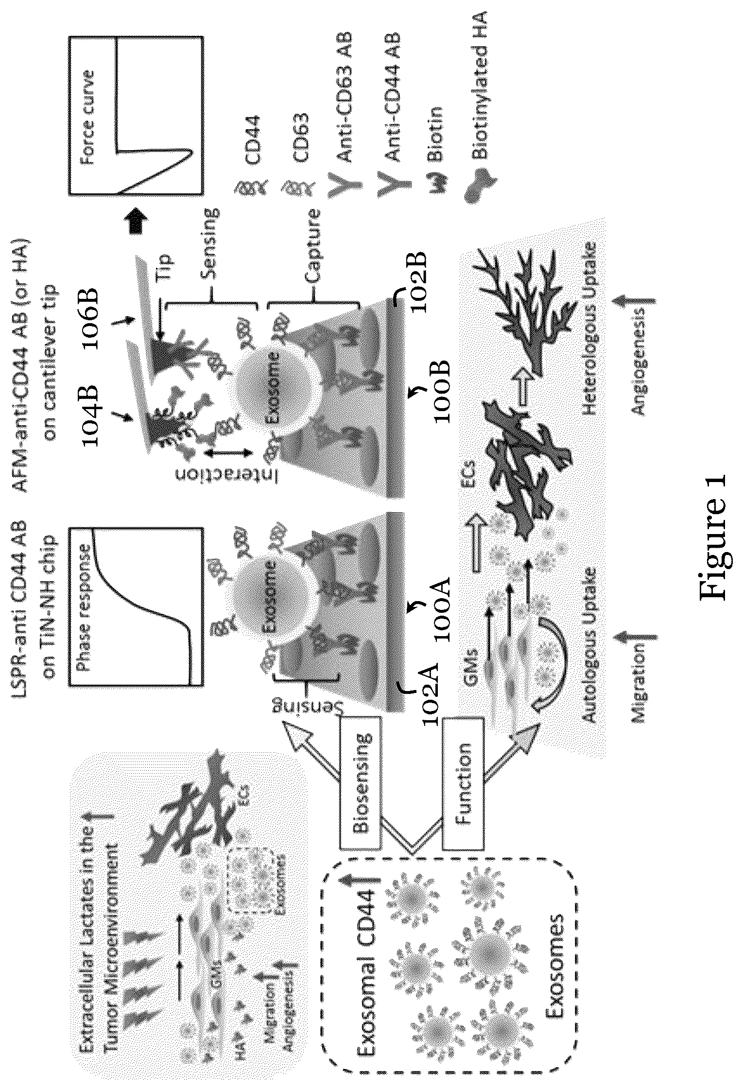 Patent US12092636 — Sensor for liquid biopsy and its method of making, and method of non-invasive liquid biopsy — Figure 1