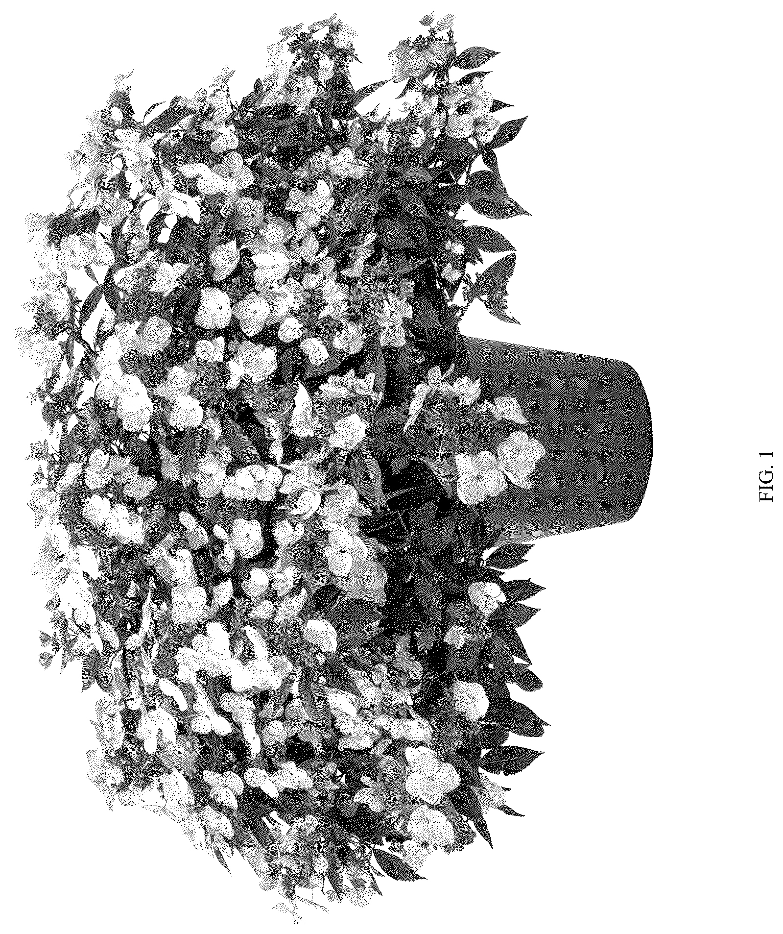 Patent US12096739 — Hydrangea plant ‘HMOPICO04-0’ — Figure 1