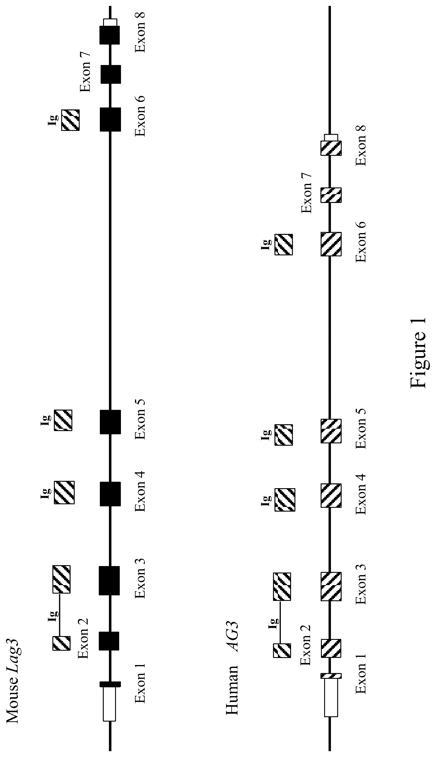 Patent US12096754 — Non-human animals having a humanized lymphocyte-activation gene 3 — Figure 1