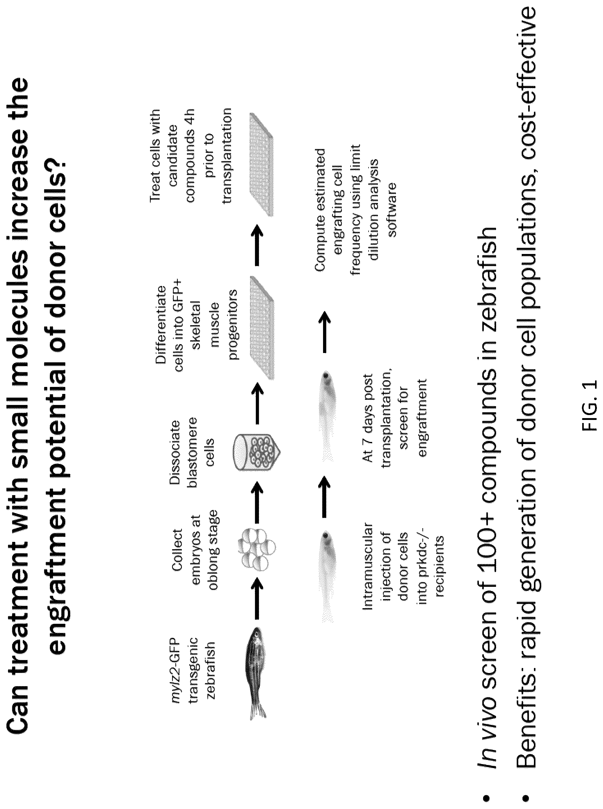 Patent US12097174 — Methods and agents that enhance myogenic progenitor cell engraftment — Figure 1