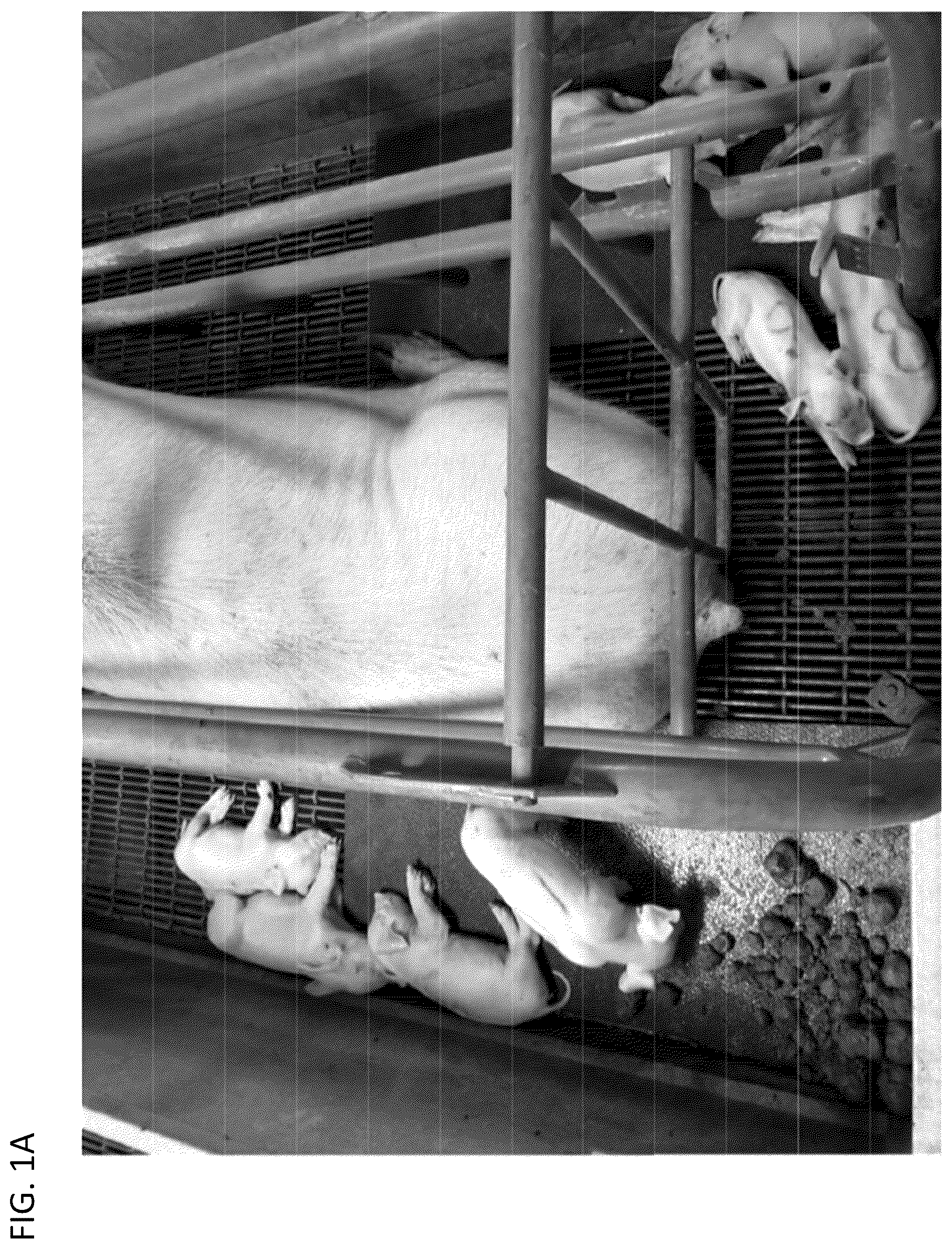 Patent US12097180 — Swine maternal neonatal pheromone — Figure 1