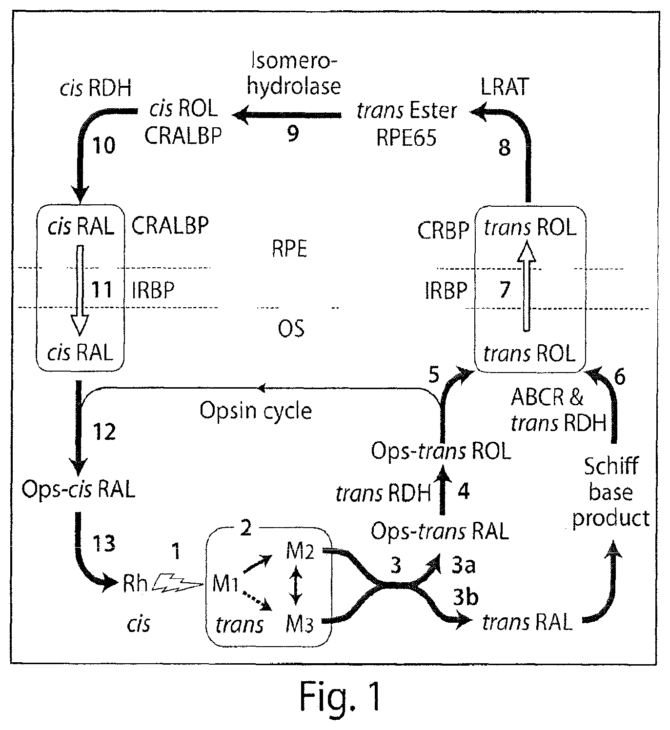 Patent US12097188 — Compositions and methods for the treatment of macular degeneration — Figure 1