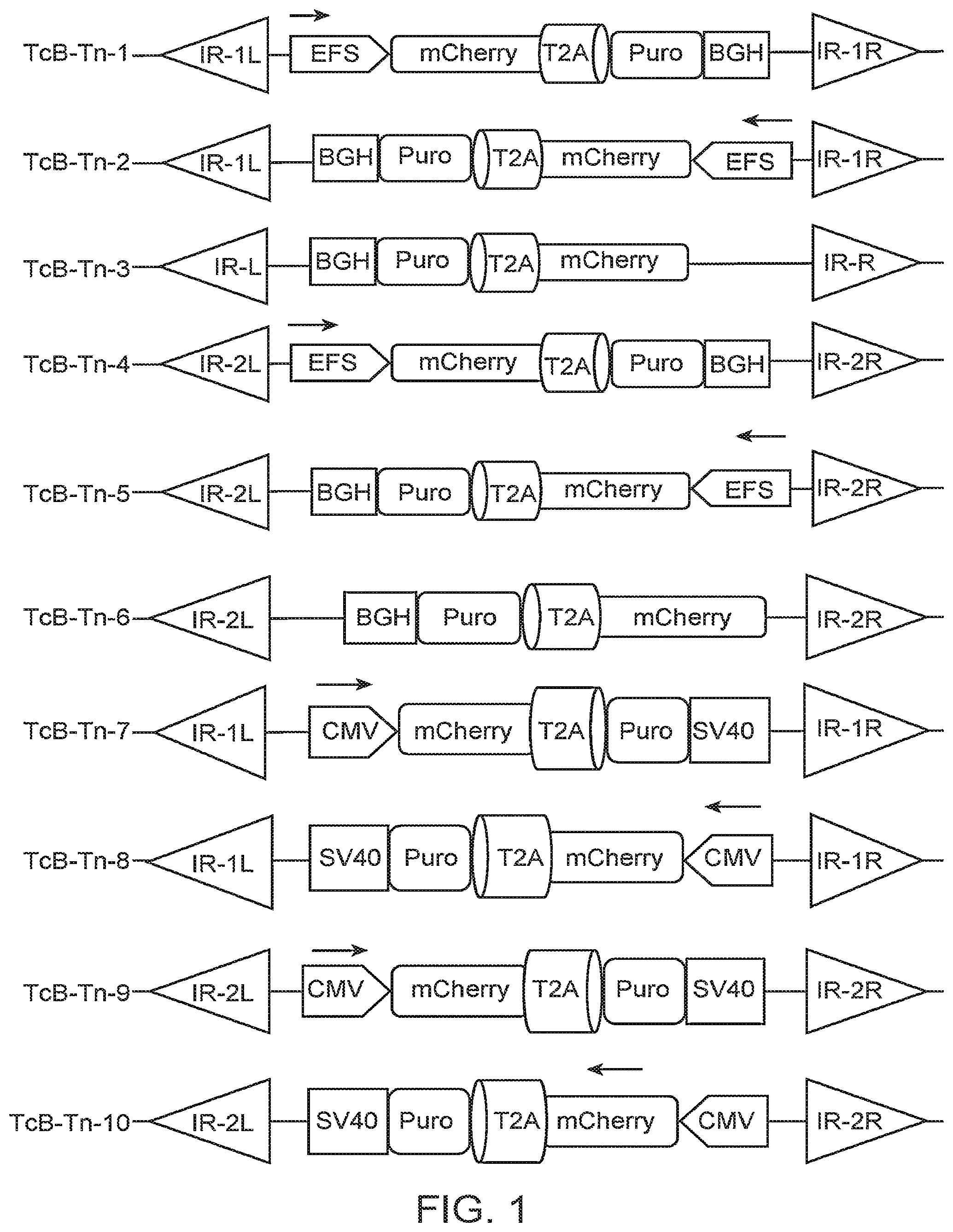 Patent US12097220 — Enhanced hAT family transposon-mediated gene transfer and associated compositions, systems, and methods — Figure 1