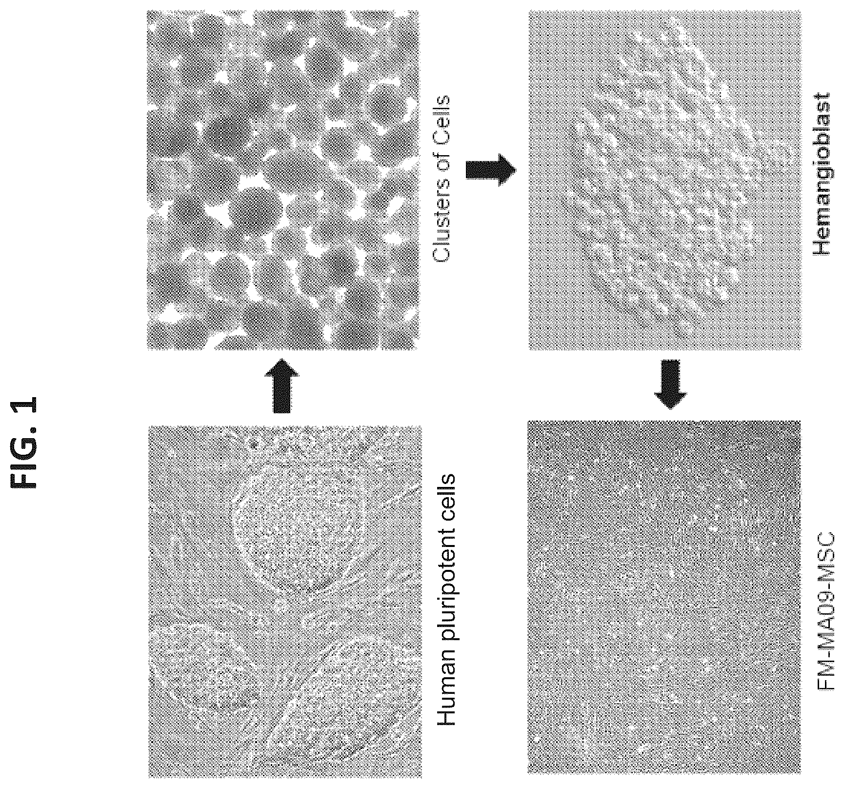 Patent US12097223 — Mesenchymal stromal cells and uses related thereto — Figure 1