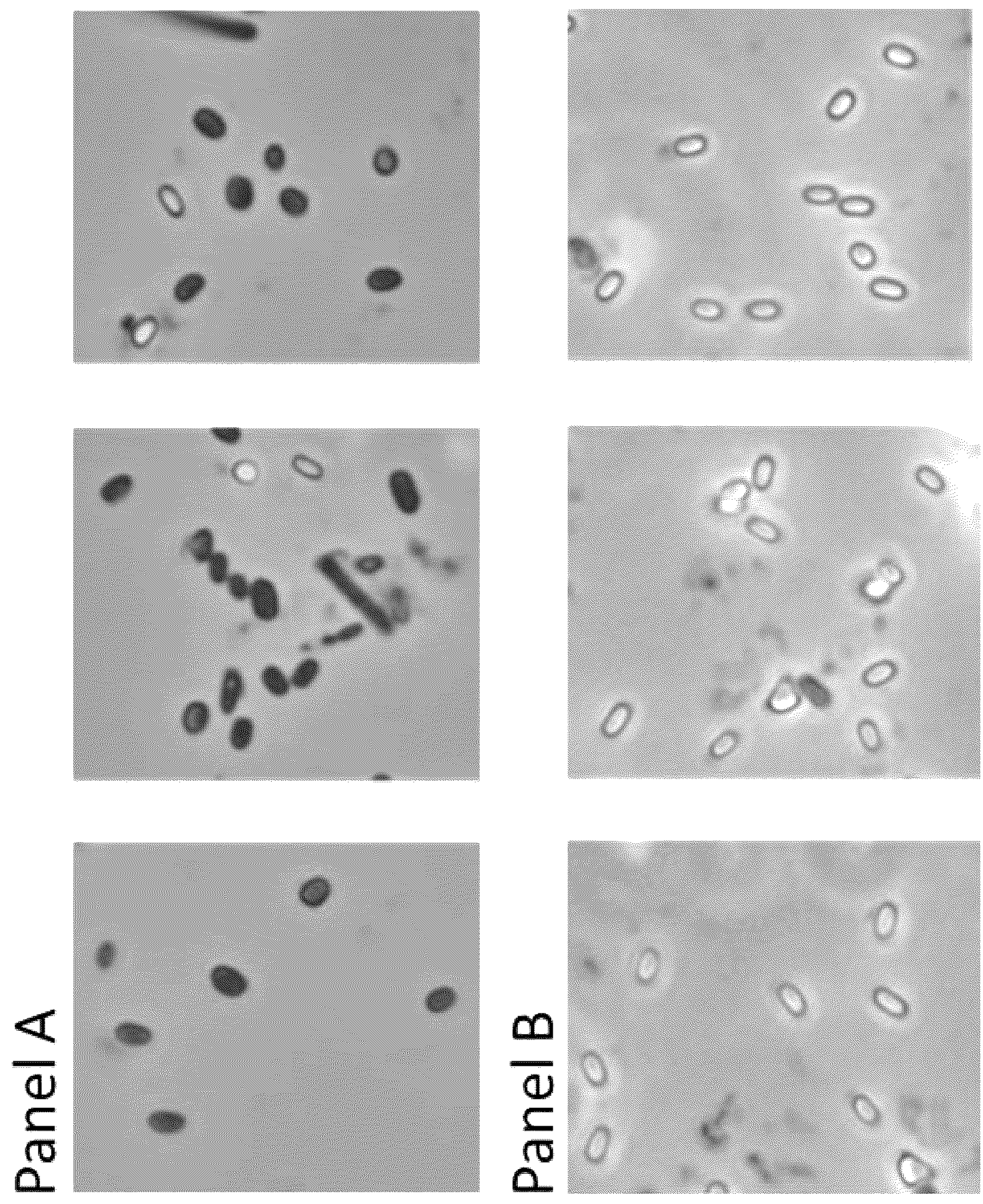 Patent US12097226 — System and method for using a single-serve nutrient spore composition for small scale farm applications — Figure 1