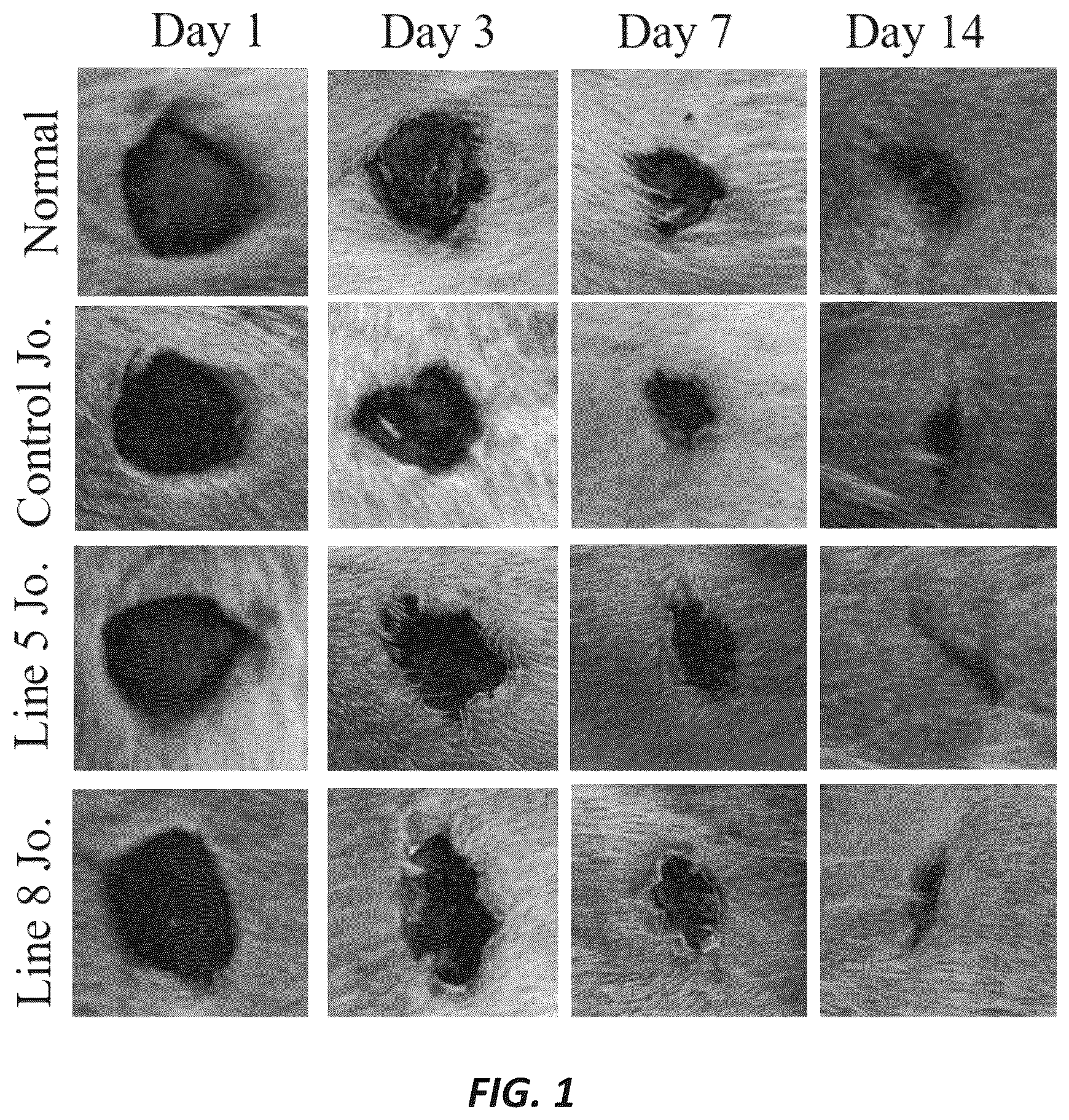Patent US12097228 — Mixture of cyanobacteria, chitosan, and plant extracts for wound healing and eliminating pathogen bacteria — Figure 1