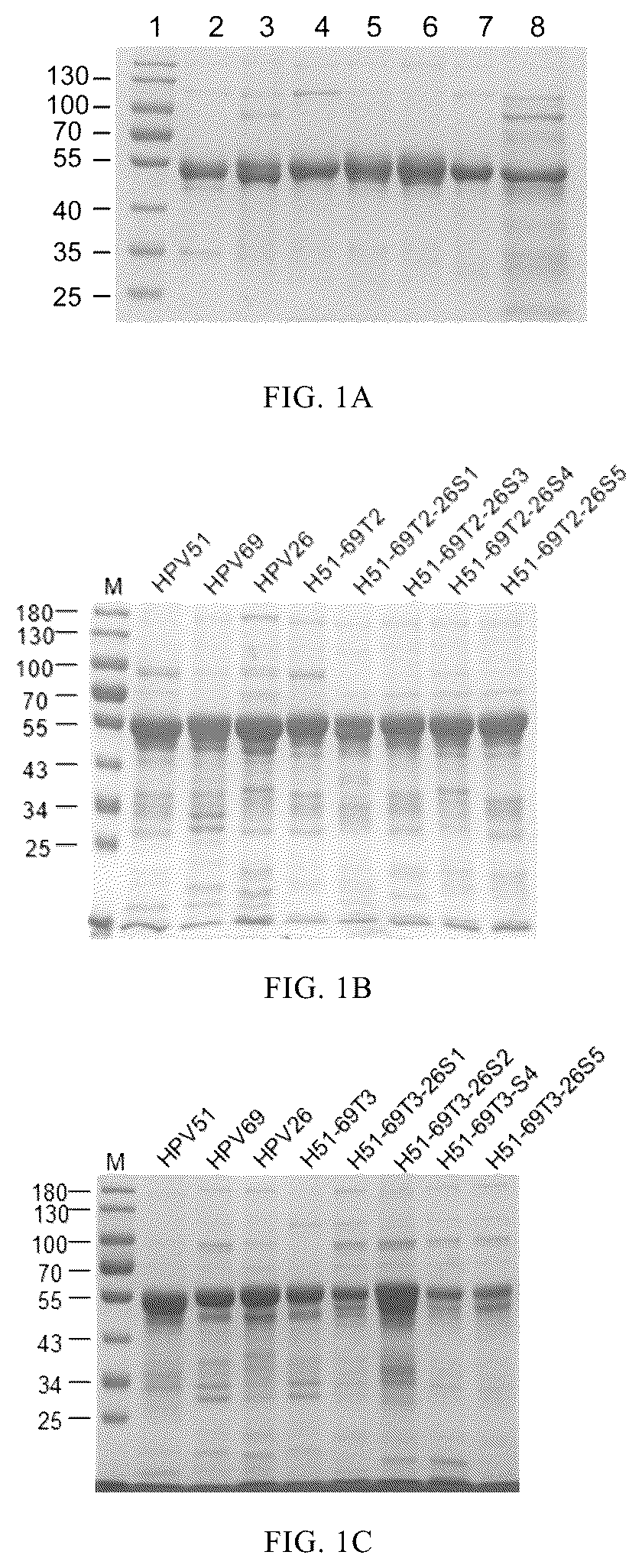 Patent US12097251 — Human papilloma virus type 51 L1 protein mutants — Figure 1