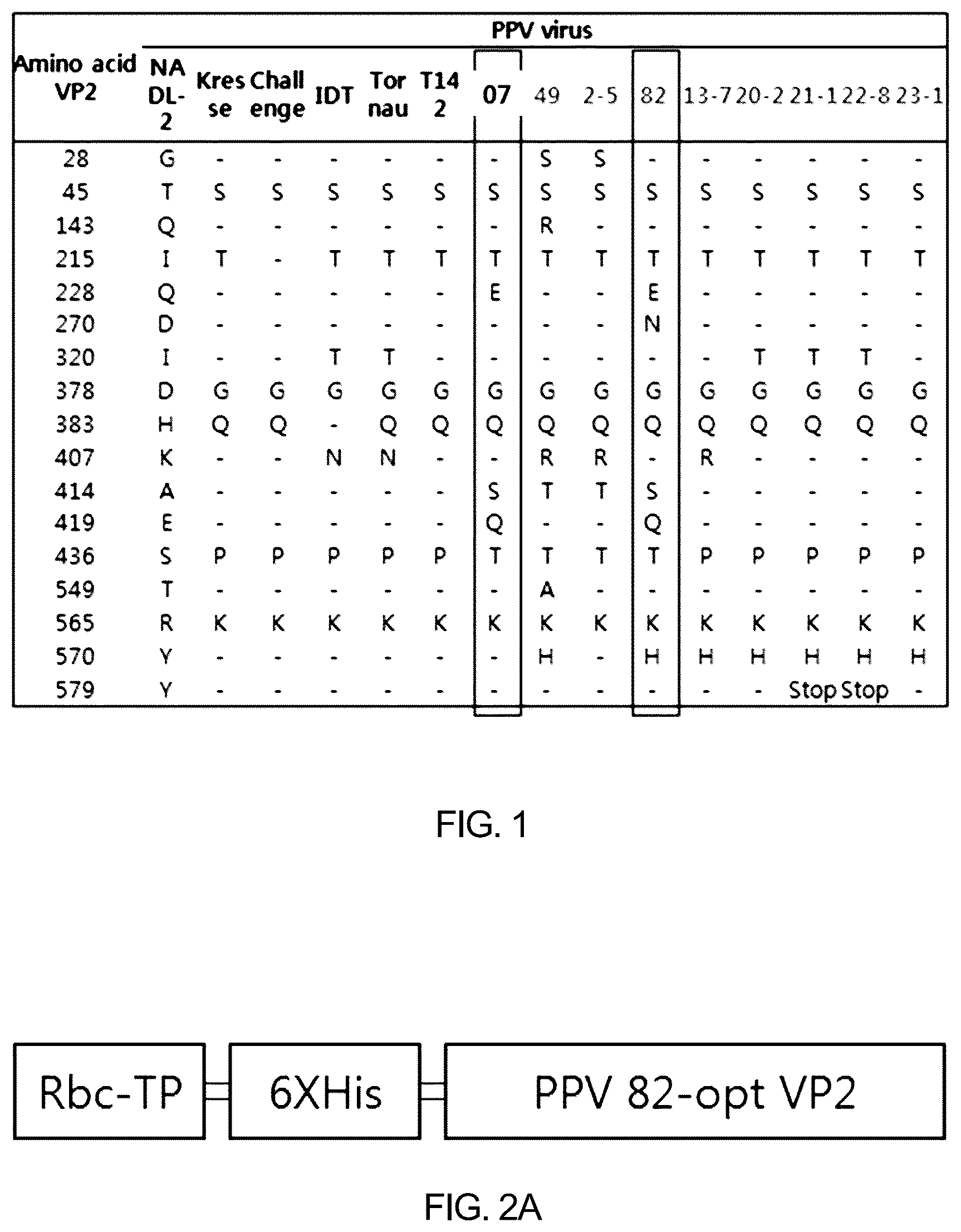 Patent US12097255 — Recombinant porcine parvovirus antigenic protein and use thereof — Figure 1