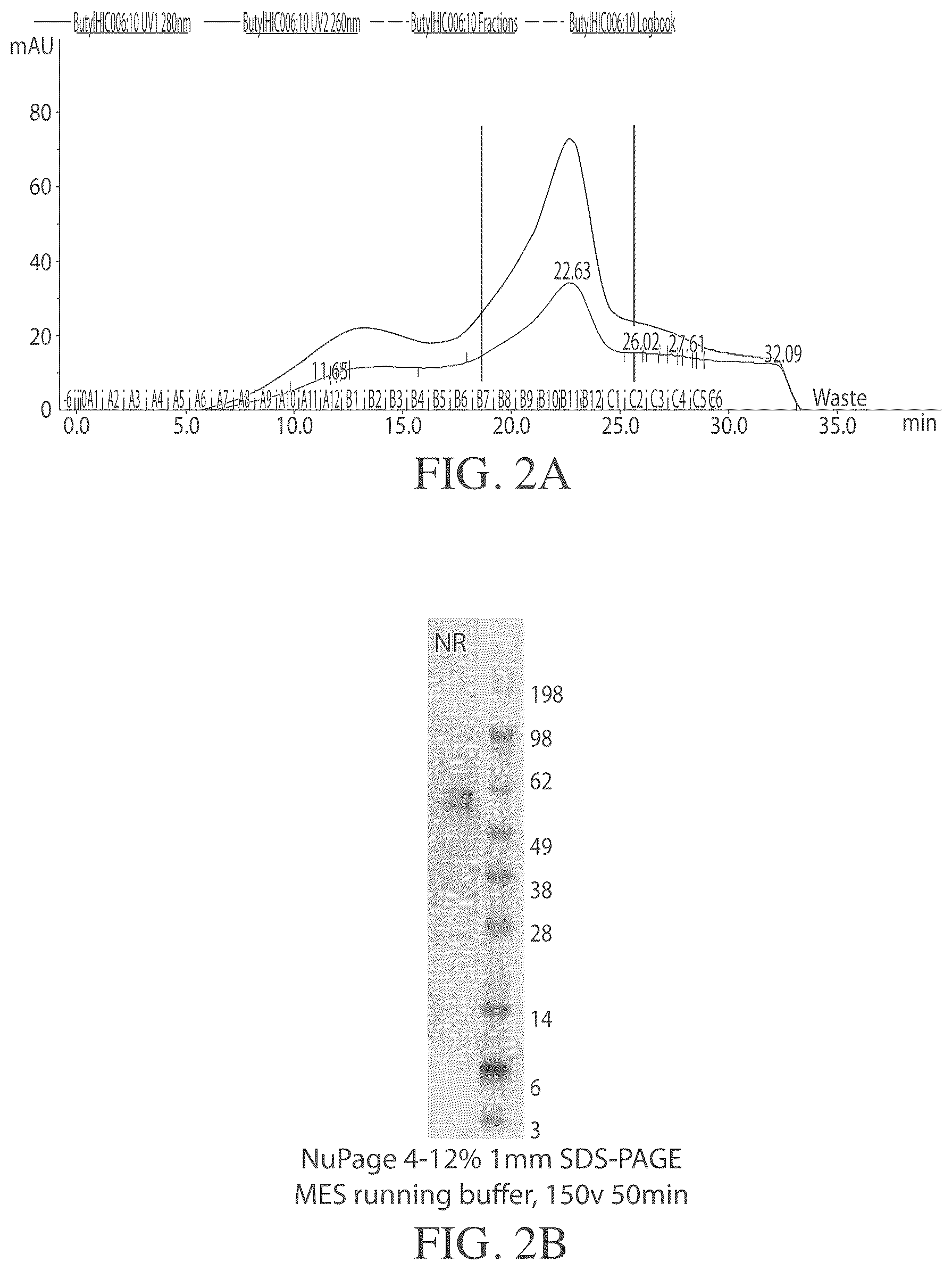 Patent US12097263 Figure 2 – Muscle targeting complexes and uses thereof for treating myotonic dystrophy
