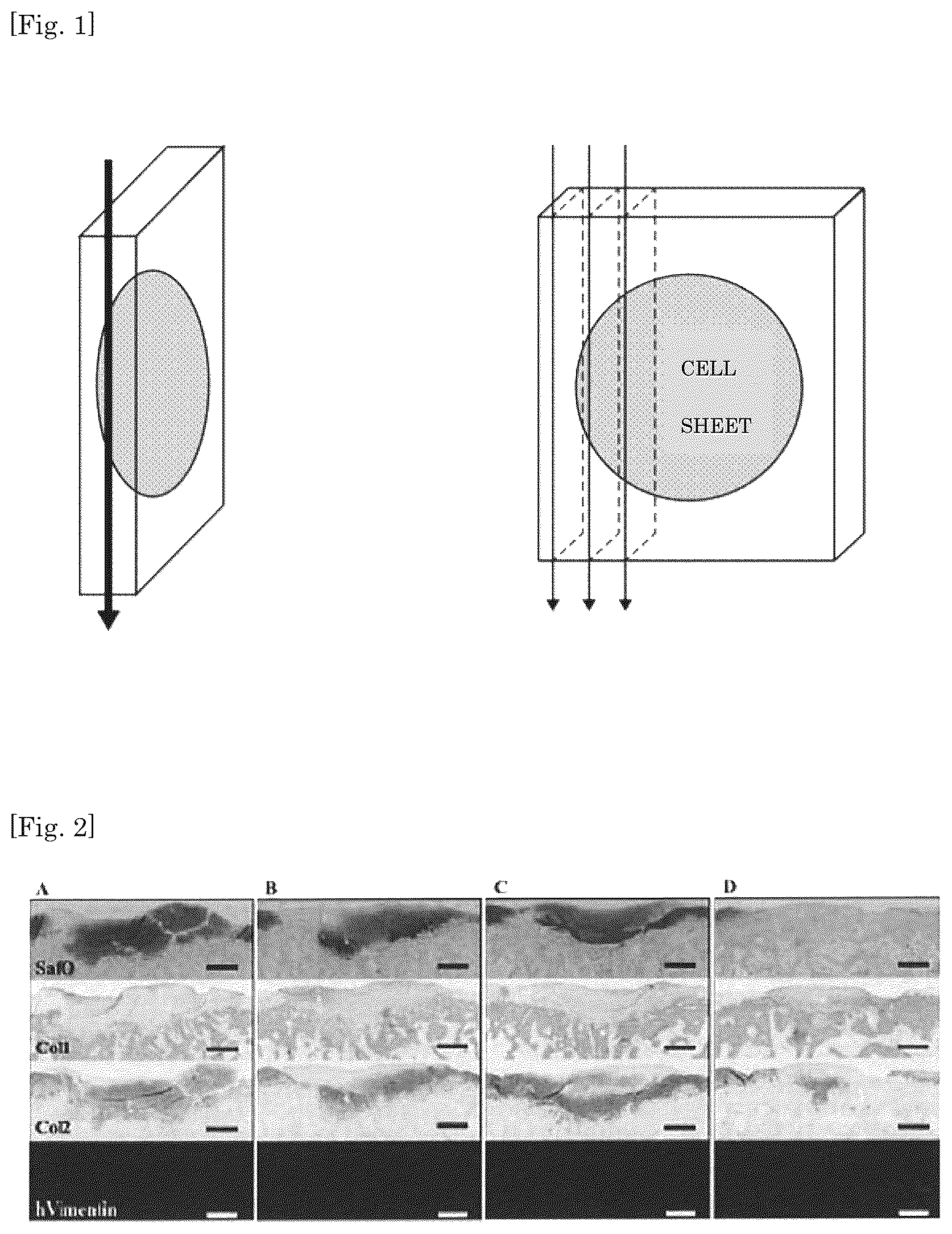 Patent US12097302 Figure 1 – Method for producing a cultured cell sheet for tissue regeneration