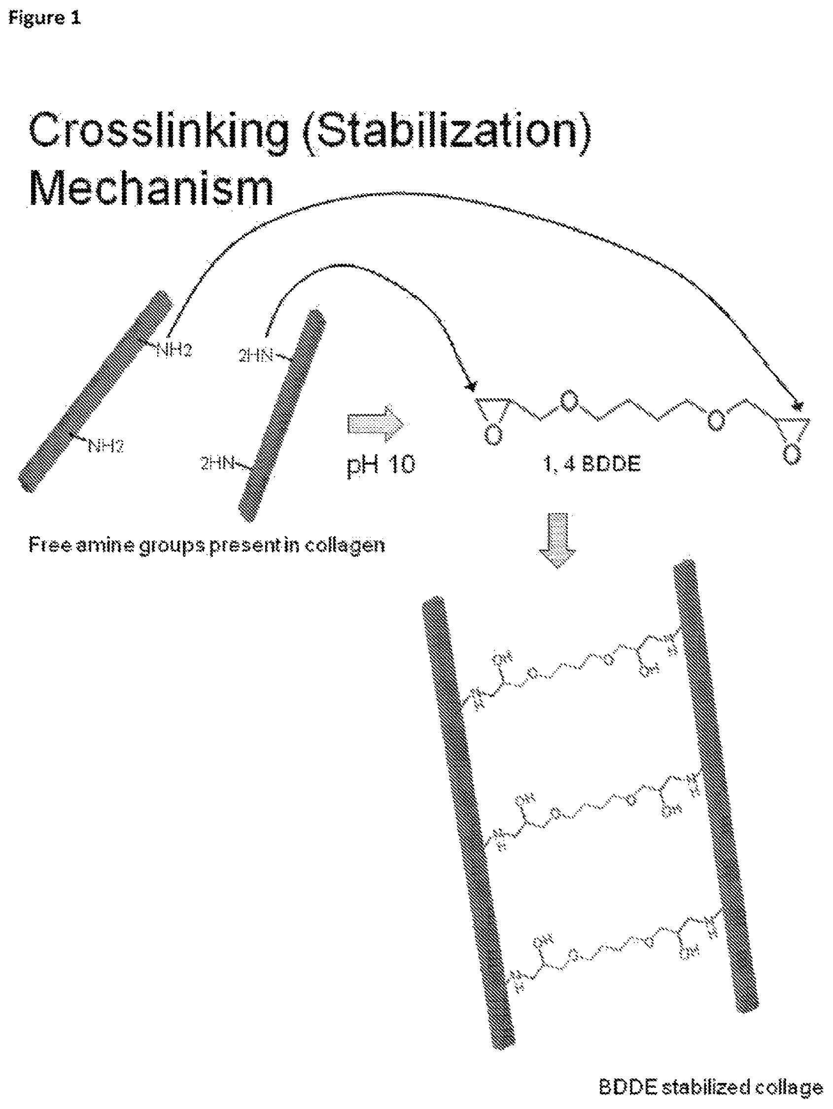 Patent US12097305 — Crosslinked soft tissue graft and methods of use thereof — Figure 1