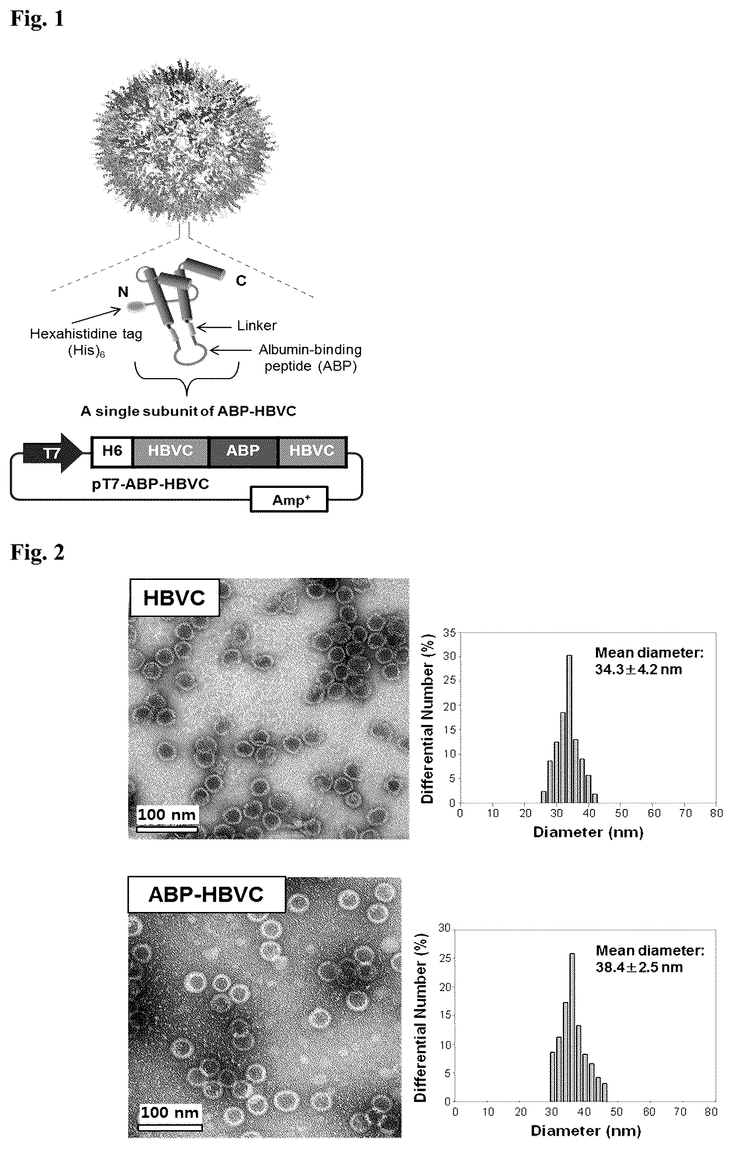 Patent US12098164 — Non-immunogenic protein nanoparticles with cancer targeting activity using albumin-binding peptide — Figure 1