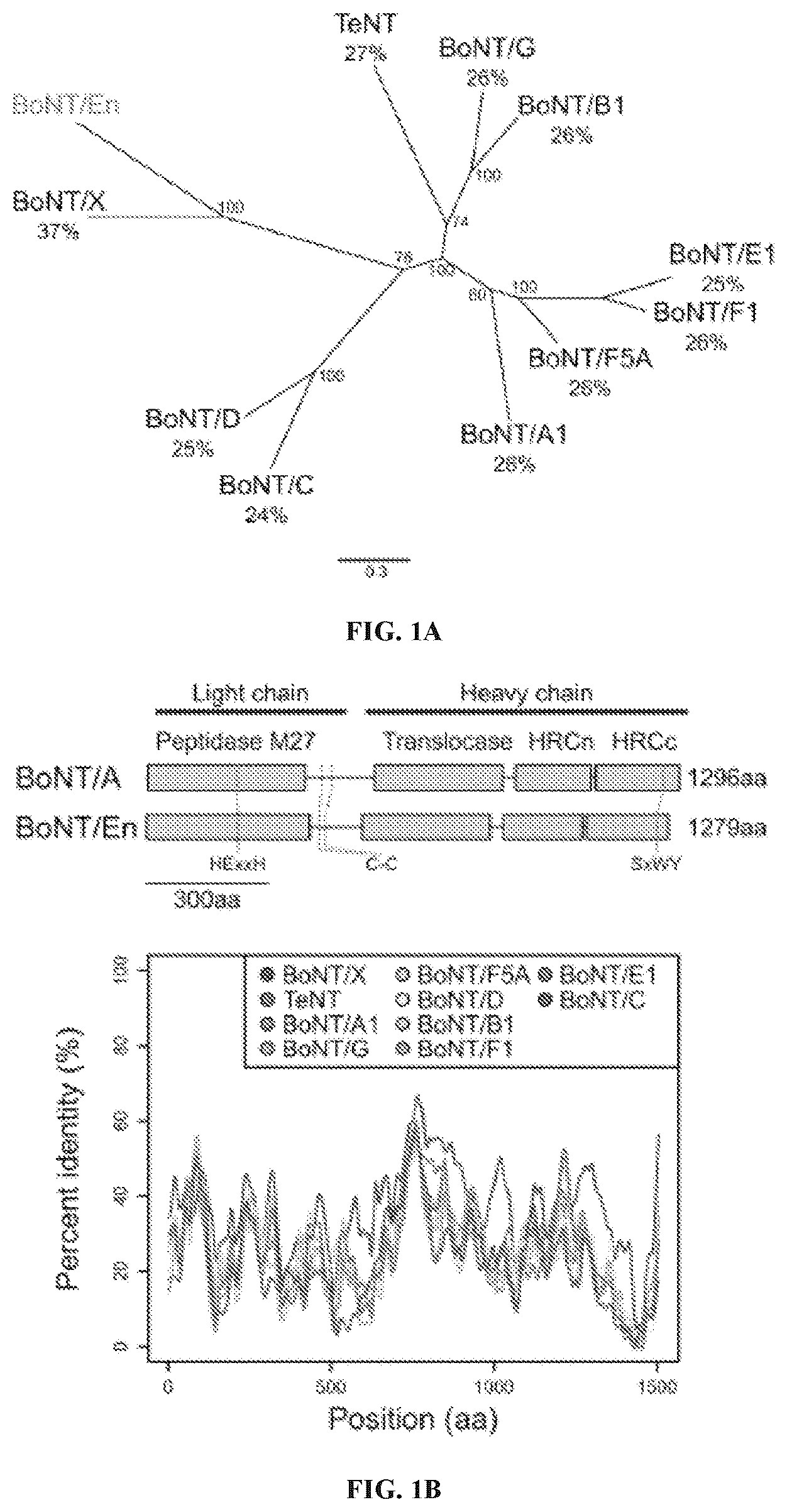 Patent US12098169 — Enterococcus faecium neurotoxin (BoNT/EN) and derivatives thereof — Figure 1