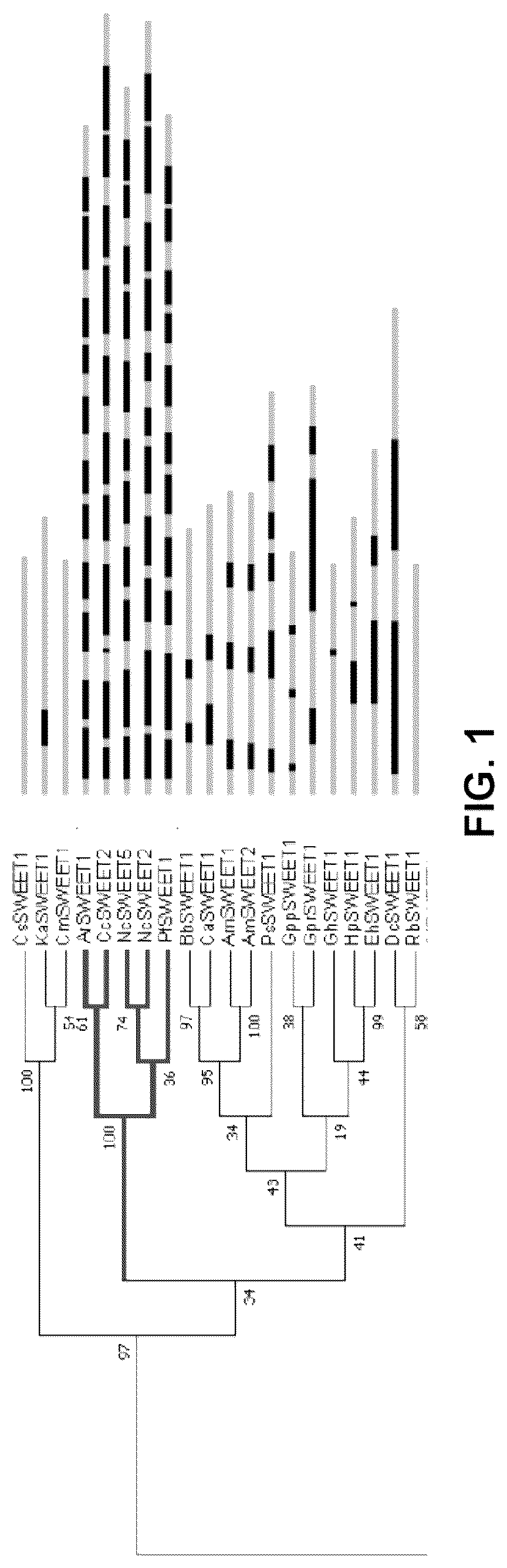 Patent US12098171 — Hybrid sugar transporters with altered sugar transport activity and uses thereof — Figure 1